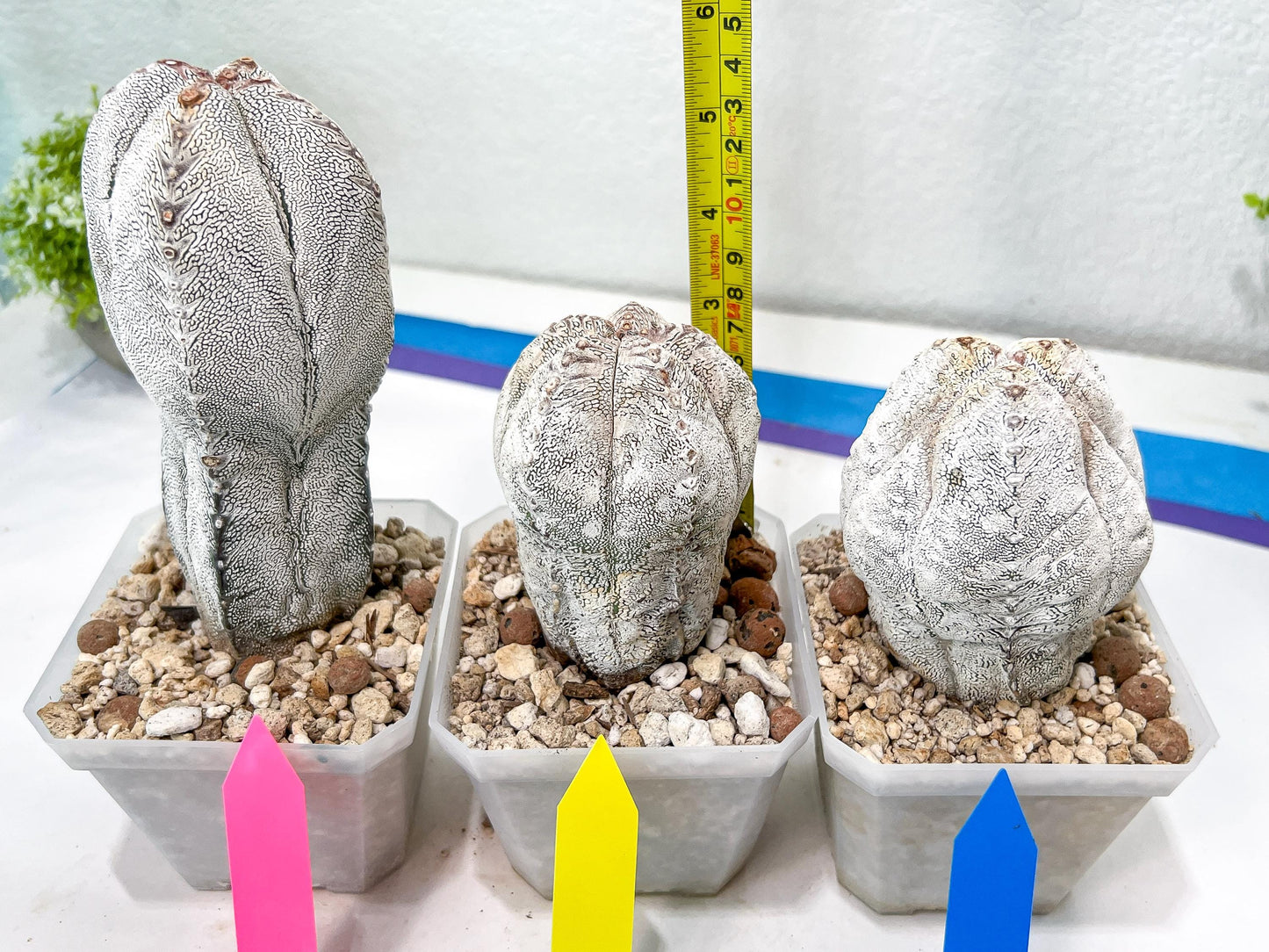 Rare Cactus Type 1 | Myriostigma | Imported Cactus | Rare Succulent