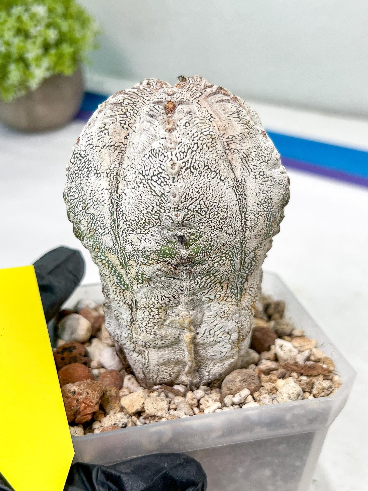 Rare Cactus Type 1 | Myriostigma | Imported Cactus | Rare Succulent