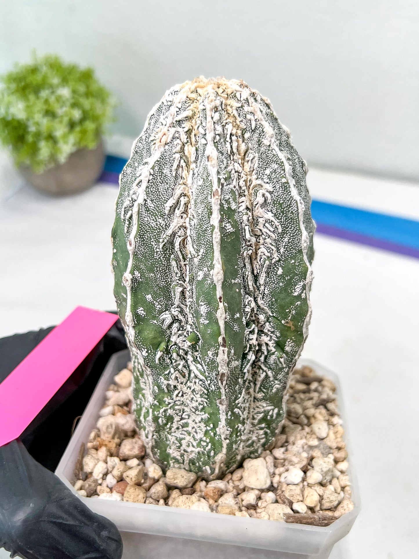 Rare Cactus Type 2 | Imported Cactus | Rare Succulent