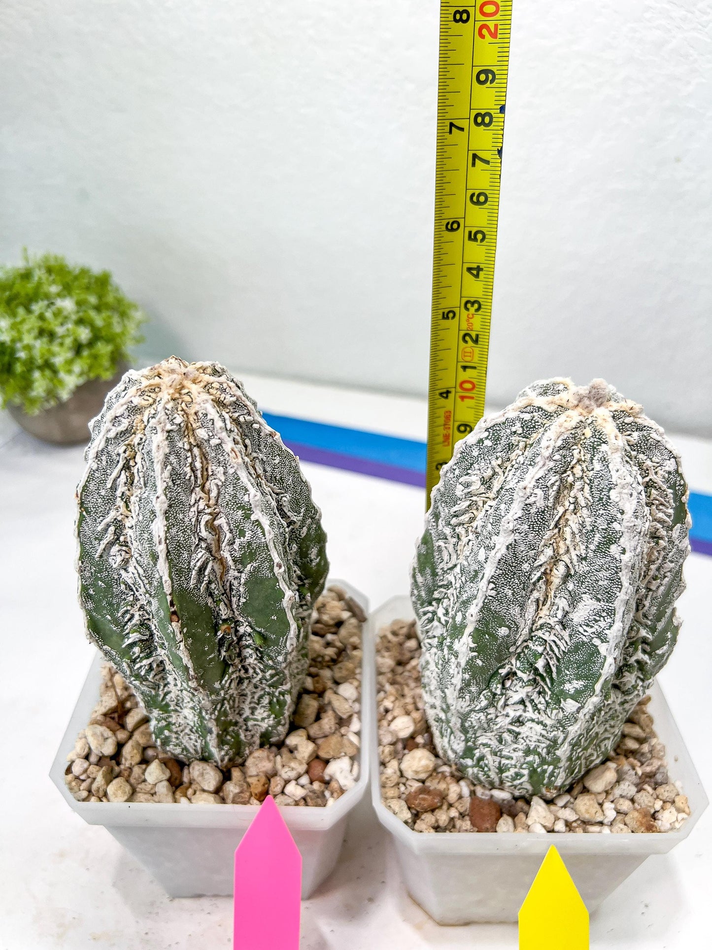 Rare Cactus Type 2 | Imported Cactus | Rare Succulent