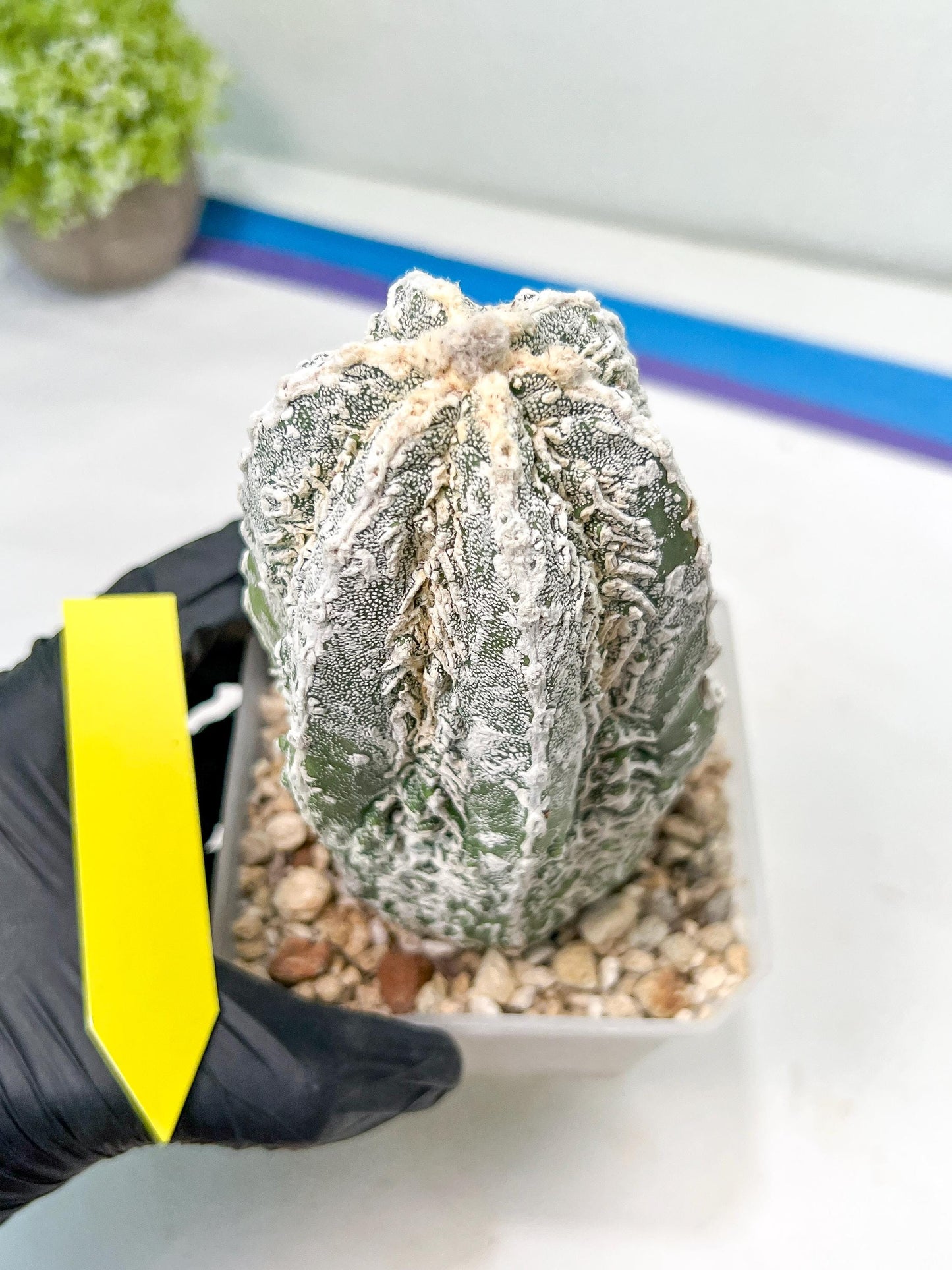 Rare Cactus Type 2 | Imported Cactus | Rare Succulent