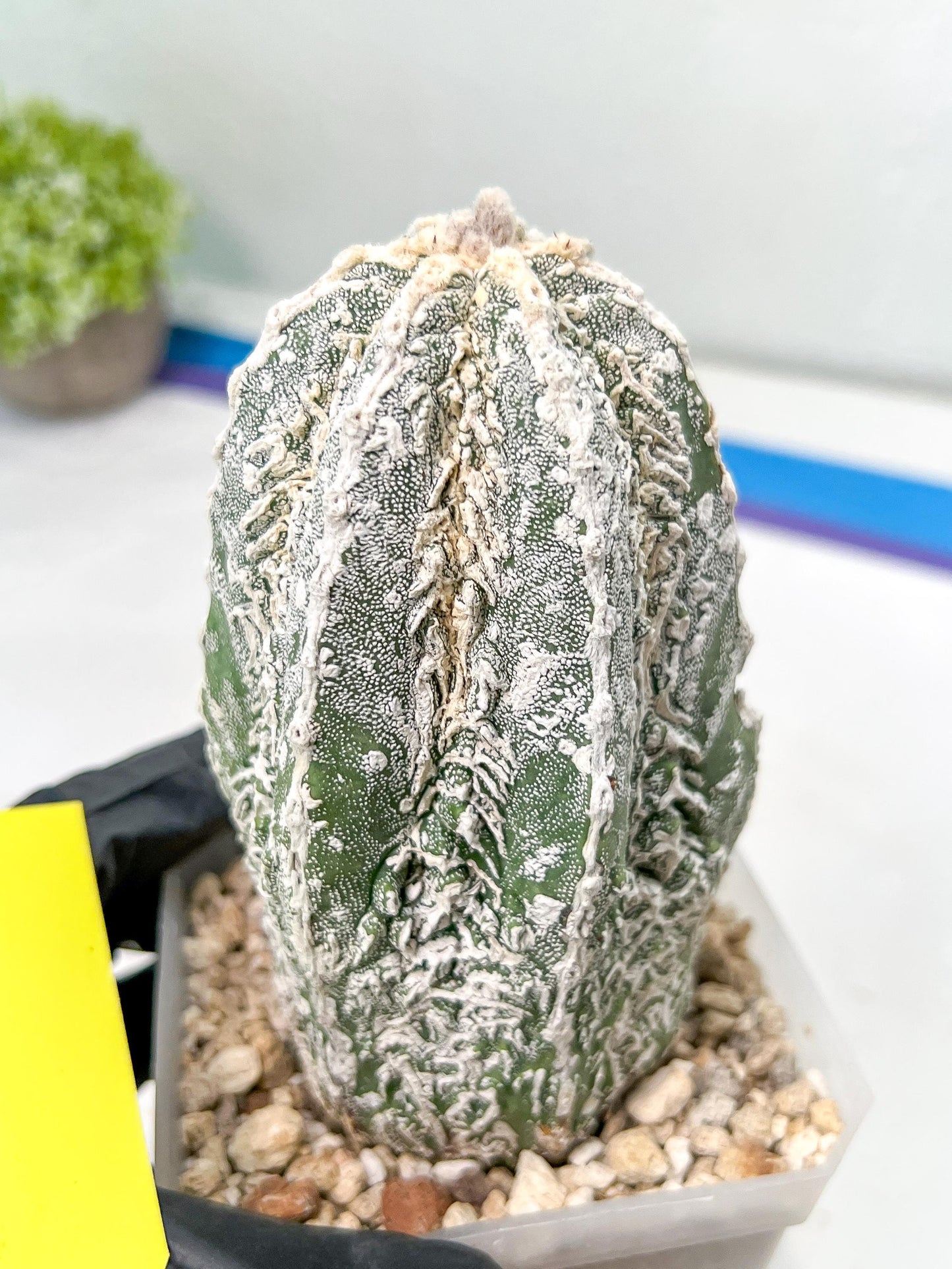 Rare Cactus Type 2 | Imported Cactus | Rare Succulent