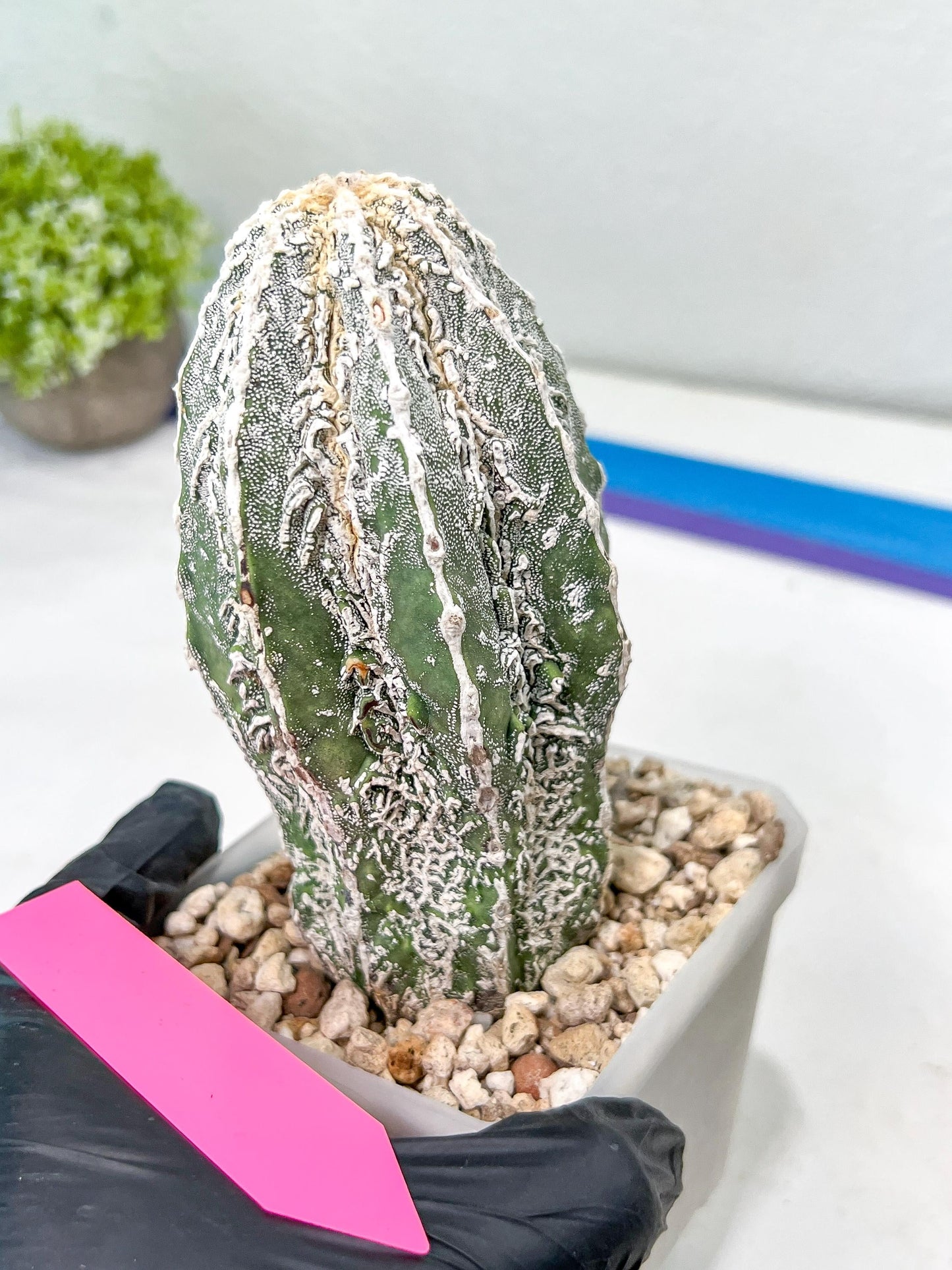 Rare Cactus Type 2 | Imported Cactus | Rare Succulent