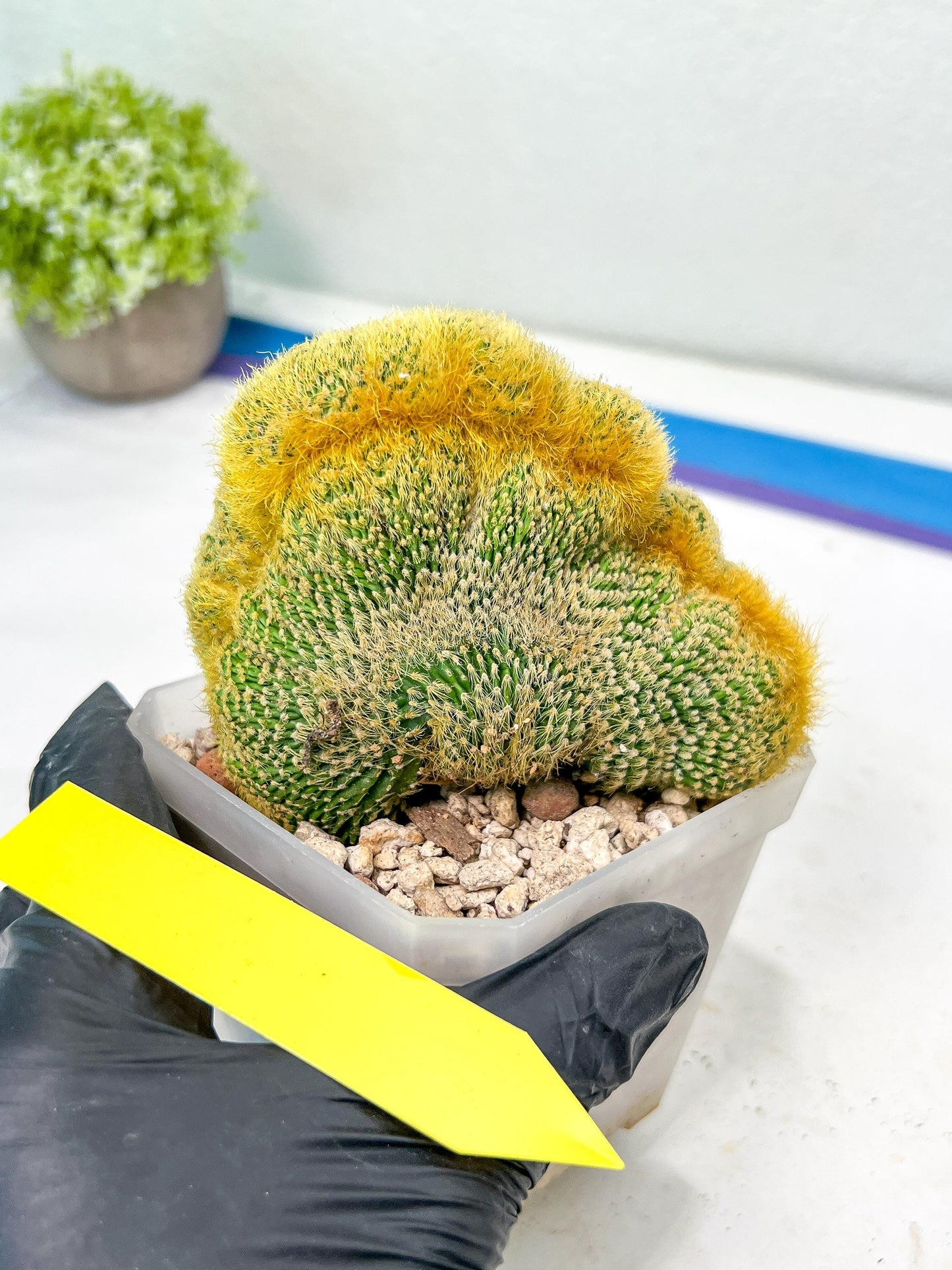 Vatricania guentheri cristata| Imported Cactus | Rare Succulent