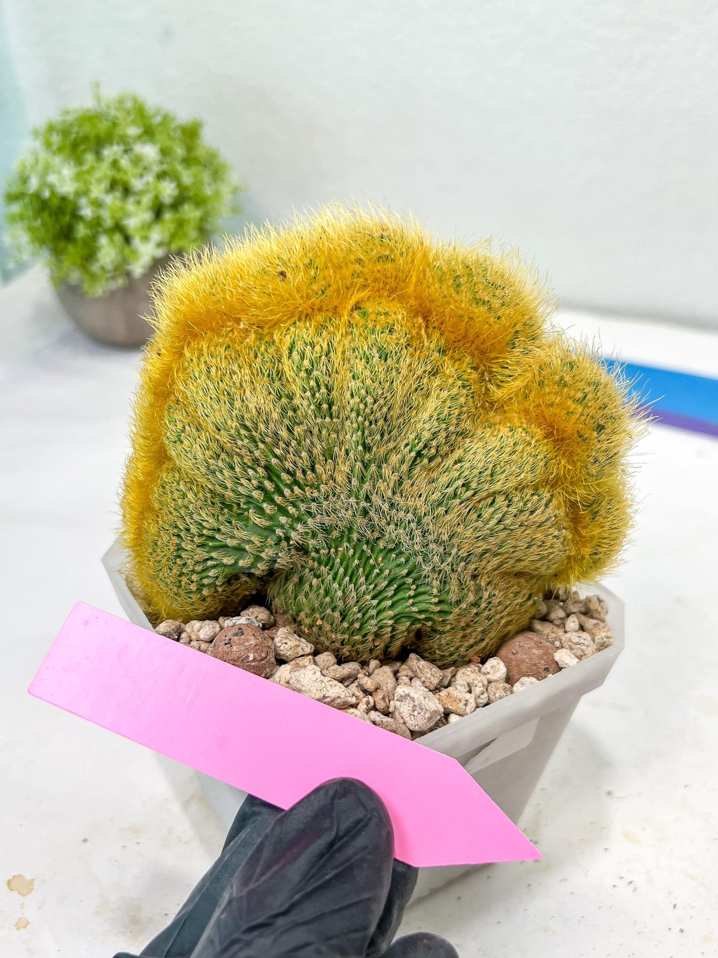 Vatricania guentheri cristata| Imported Cactus | Rare Succulent