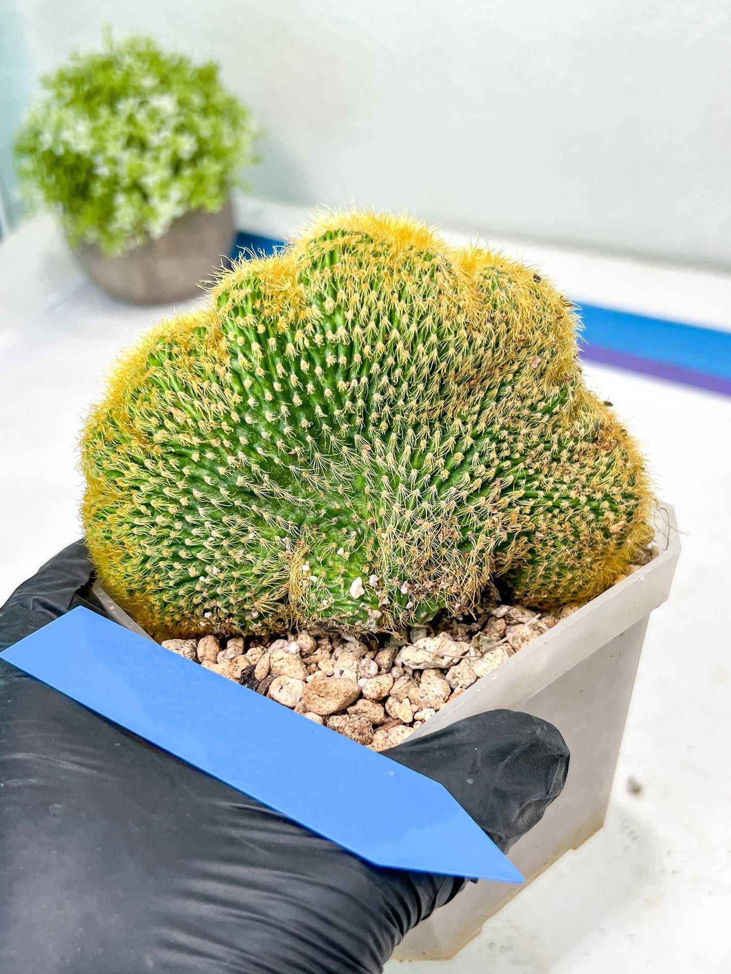 Vatricania guentheri cristata| Imported Cactus | Rare Succulent