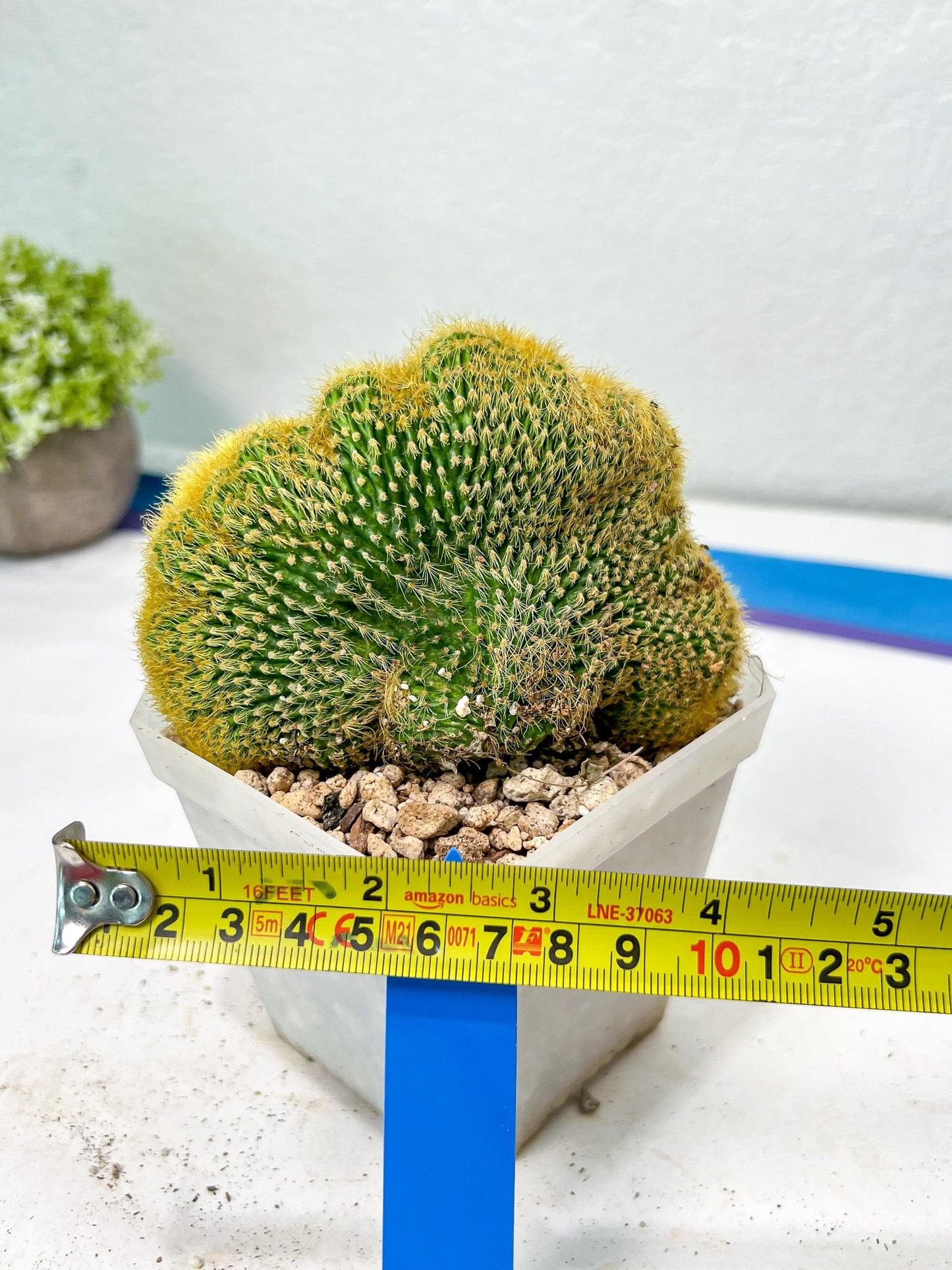 Vatricania guentheri cristata| Imported Cactus | Rare Succulent