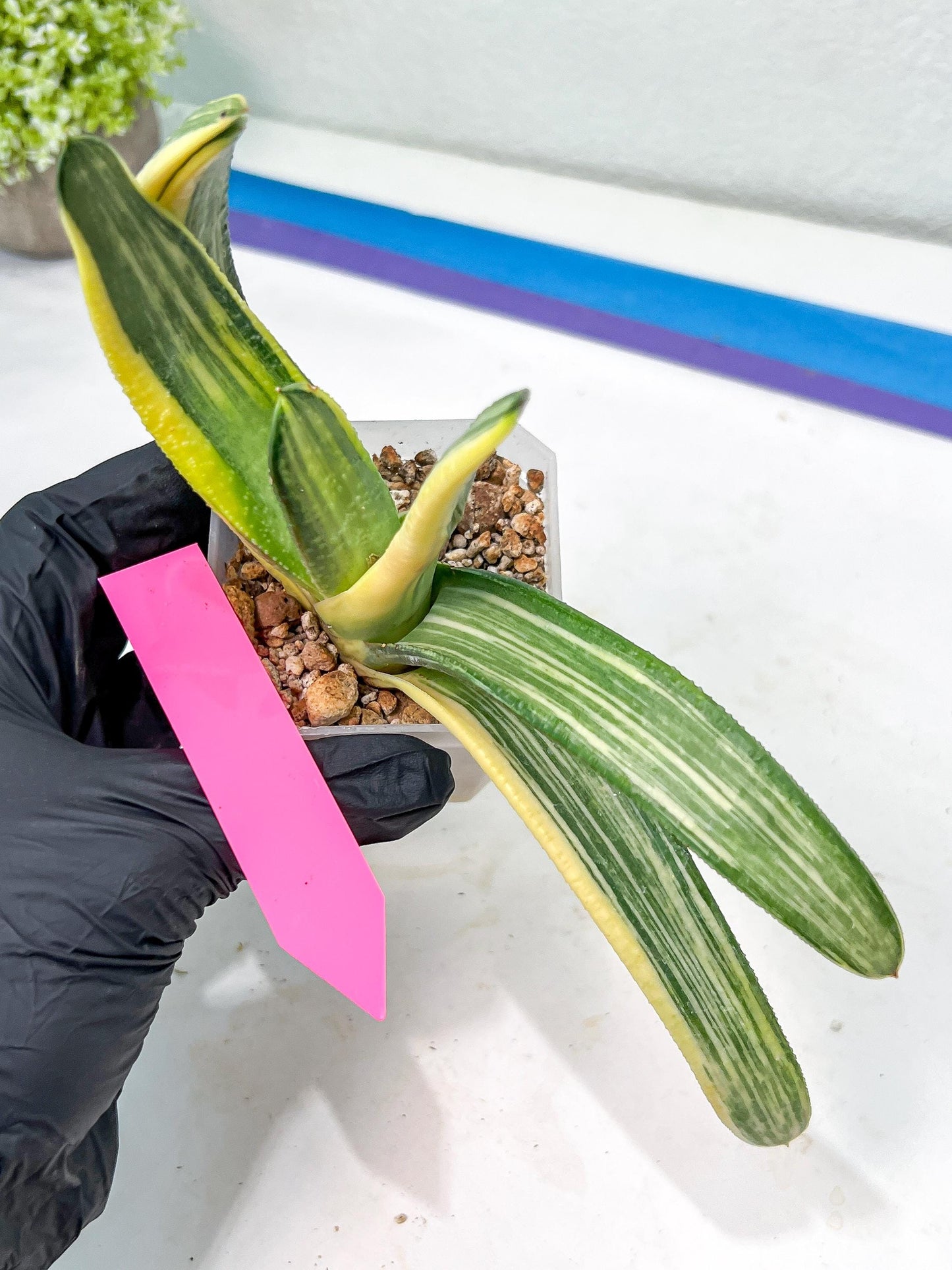Gasteria White Ice Var | Imported Succulent