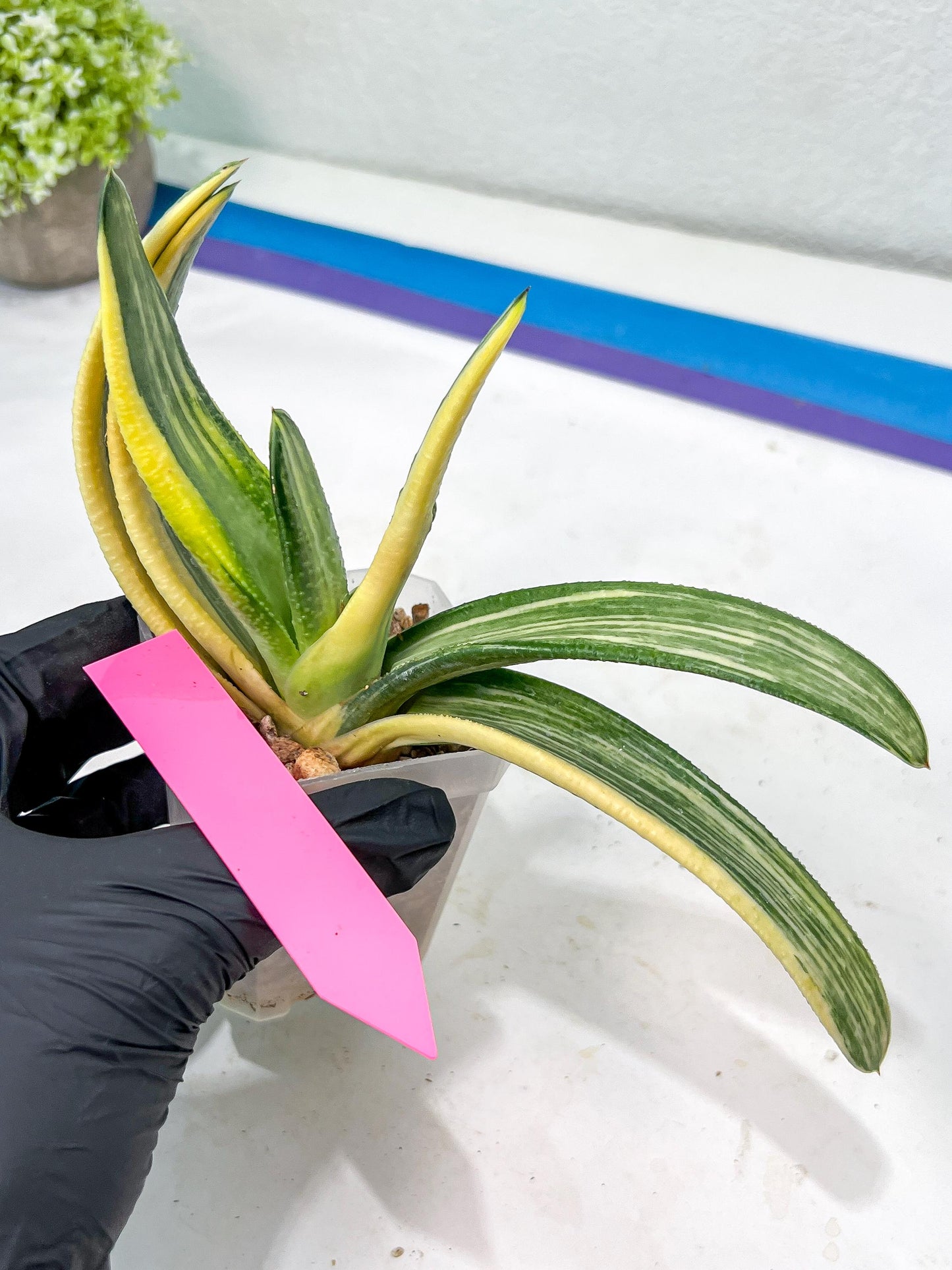 Gasteria White Ice Var | Imported Succulent