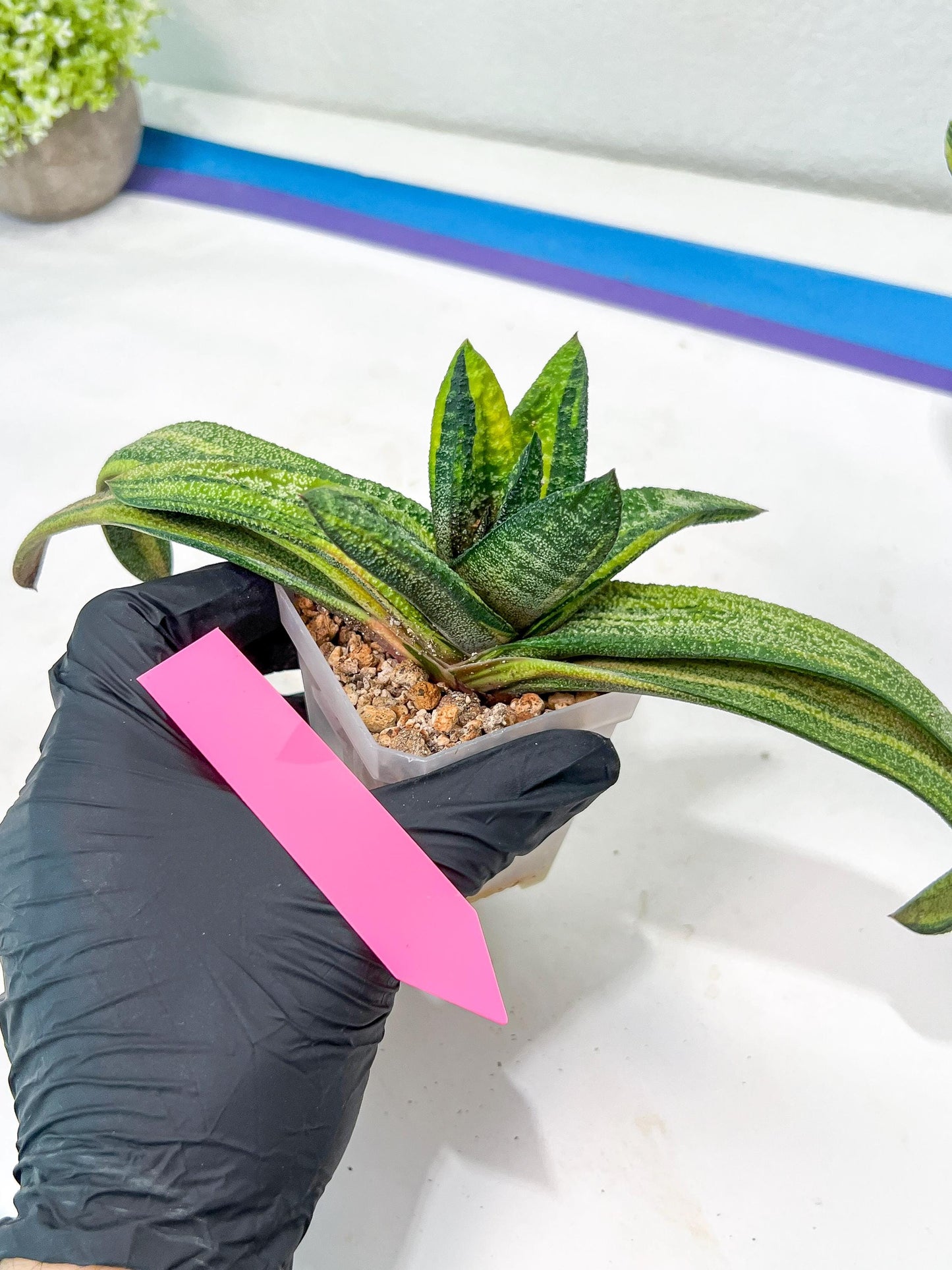 Gasteria Battesiana Black | Imported Succulent | rare species