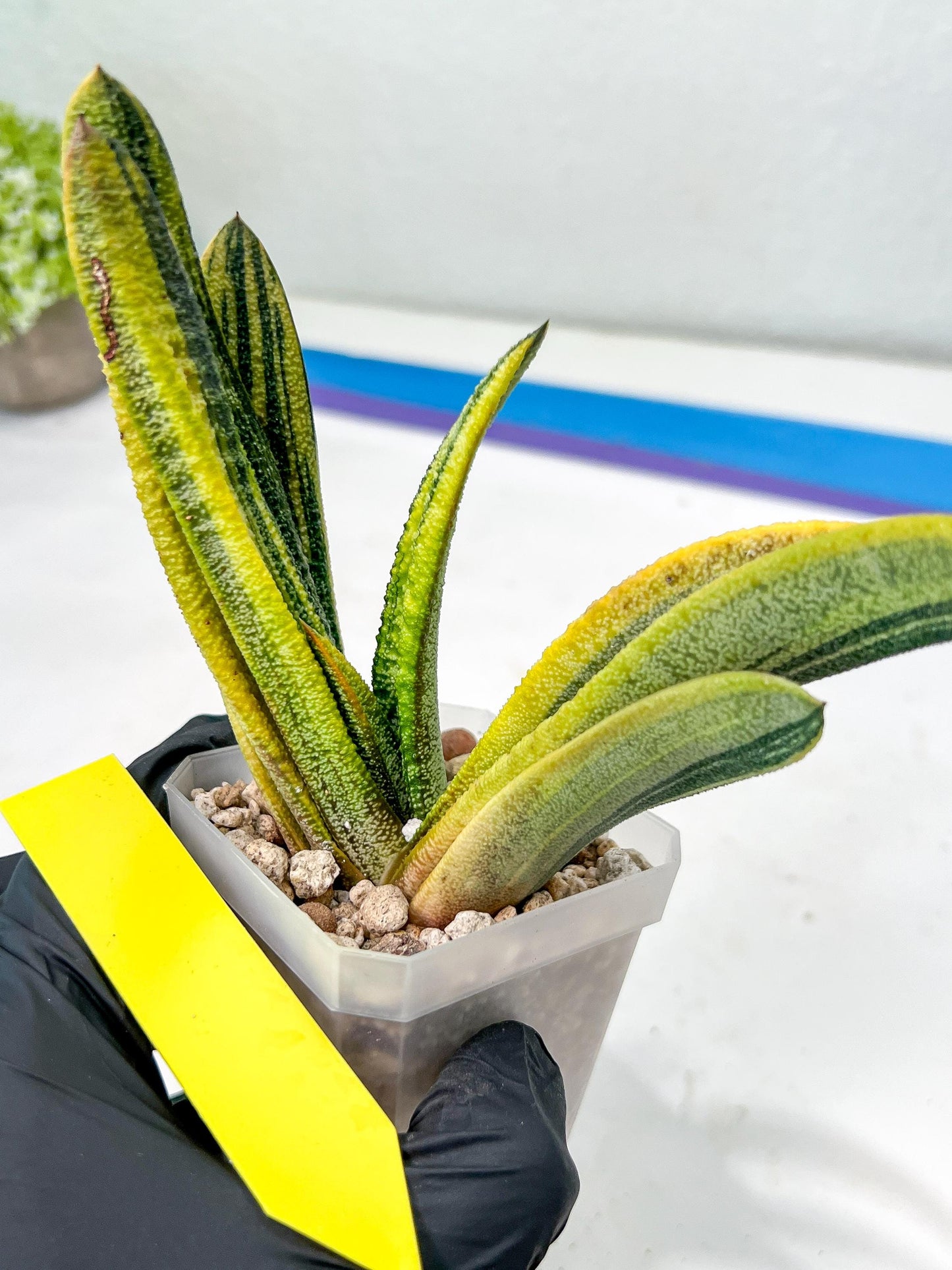 Gasteria Battesiana Black | Imported Succulent | rare species