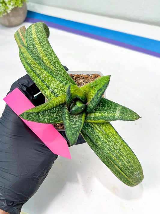 Gasteria Battesiana Black | Imported Succulent | rare species