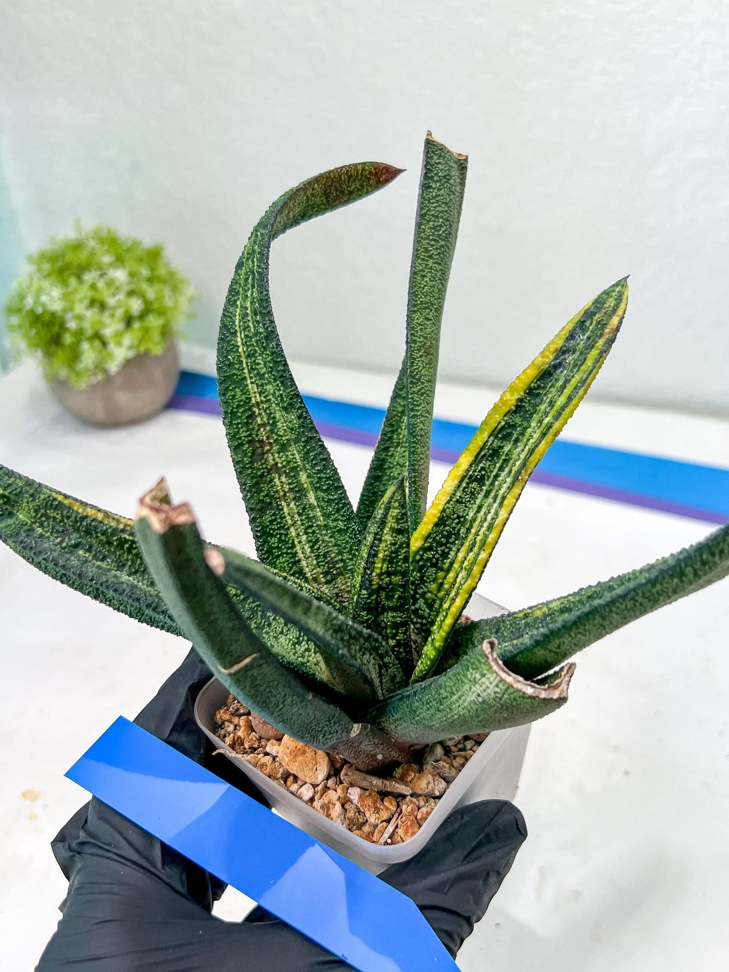 Gasteria Battesiana Black | Imported Succulent | rare species