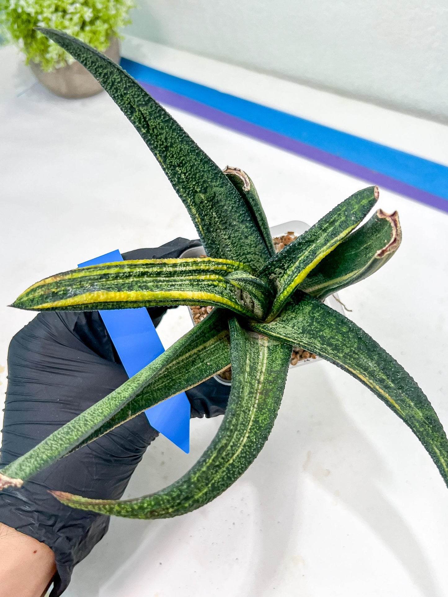 Gasteria Battesiana Black | Imported Succulent | rare species