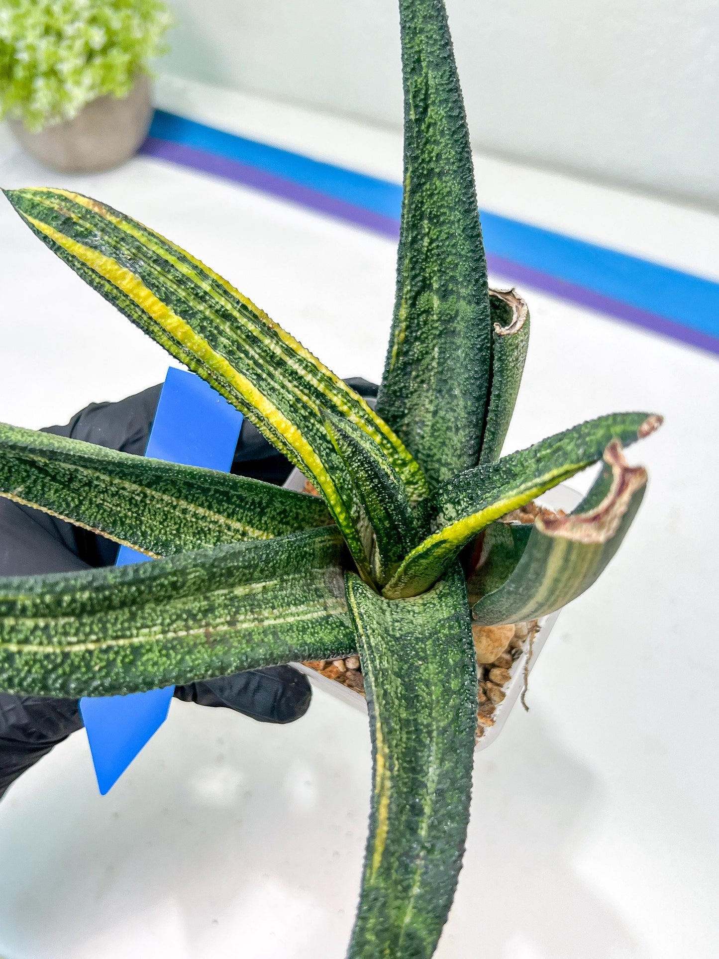 Gasteria Battesiana Black | Imported Succulent | rare species
