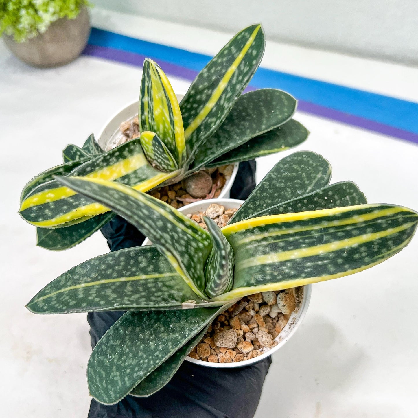 gasteria fujimini | Imported Succulent | rare species