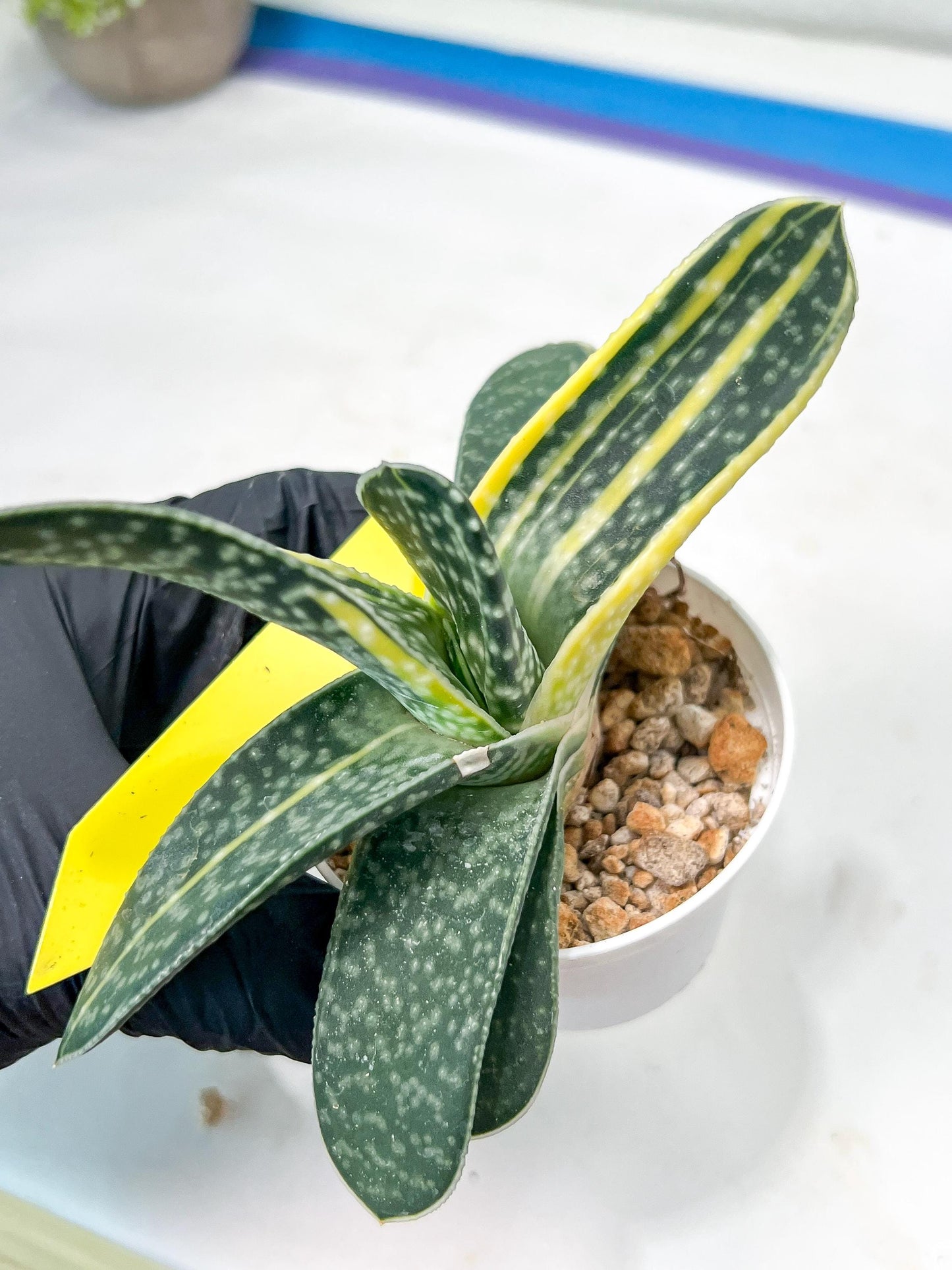 gasteria fujimini | Imported Succulent | rare species