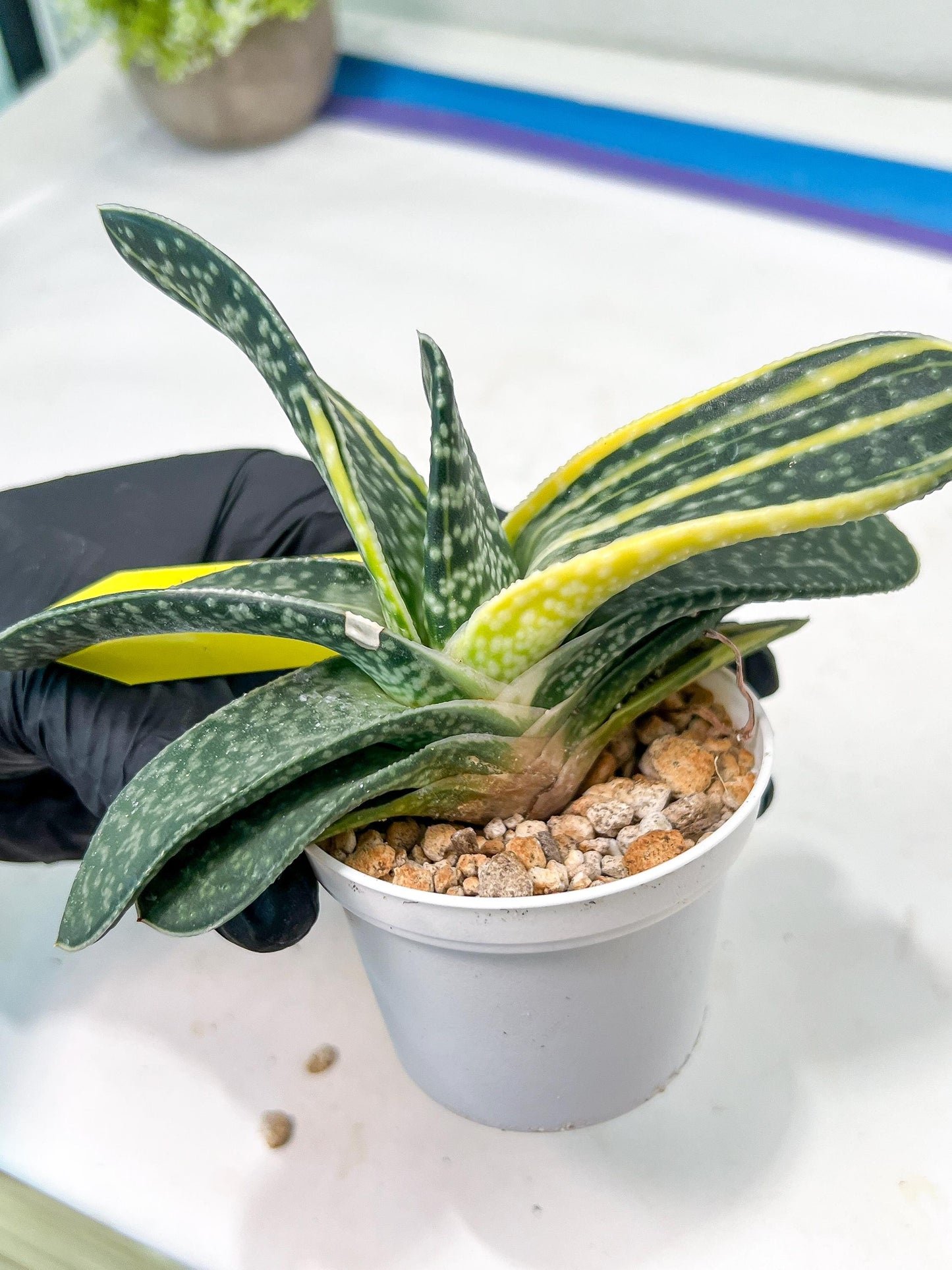 gasteria fujimini | Imported Succulent | rare species