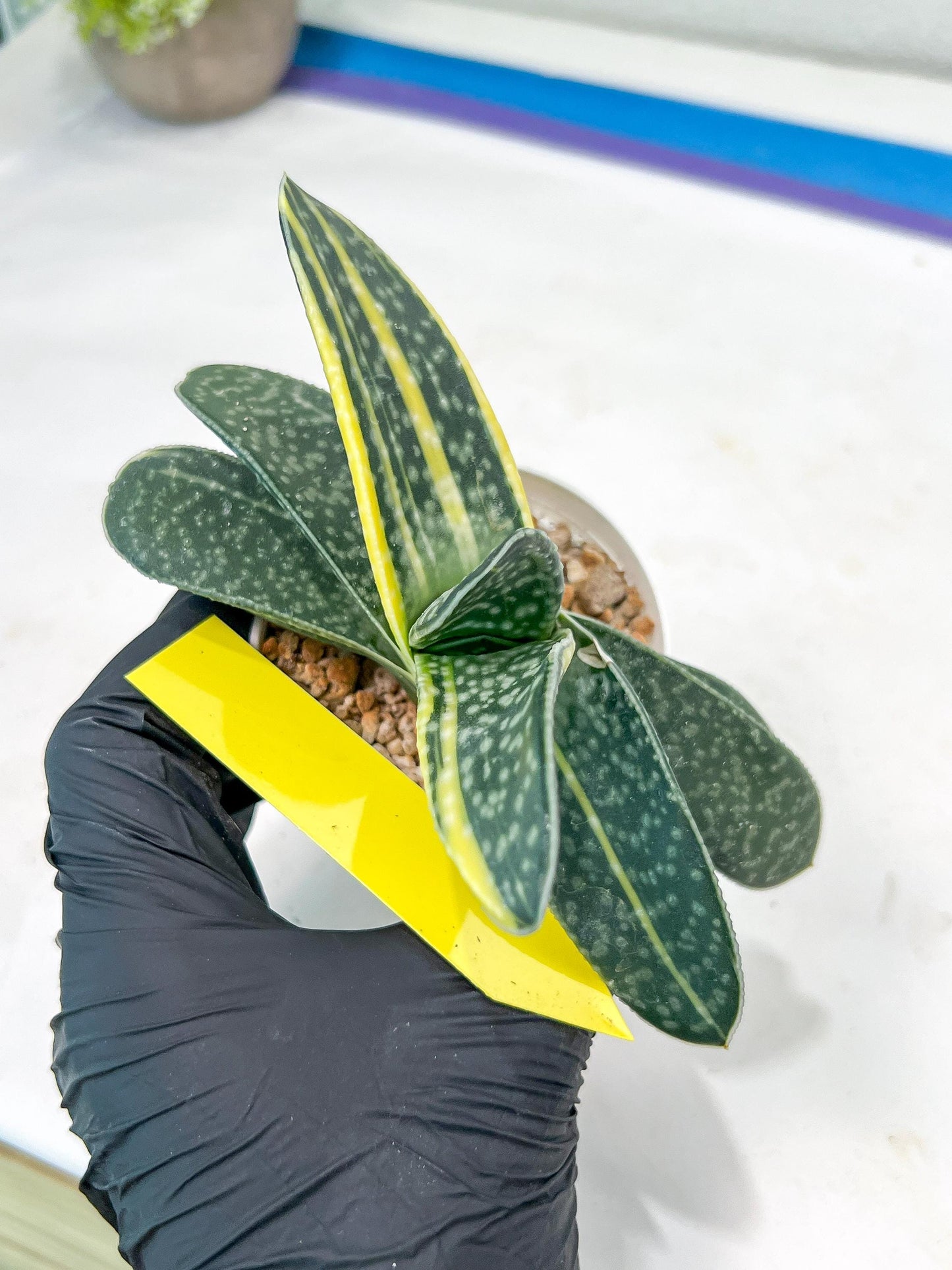 gasteria fujimini | Imported Succulent | rare species