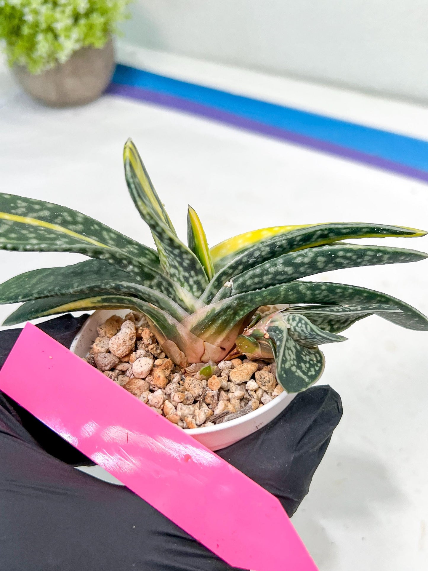 gasteria fujimini | Imported Succulent | rare species