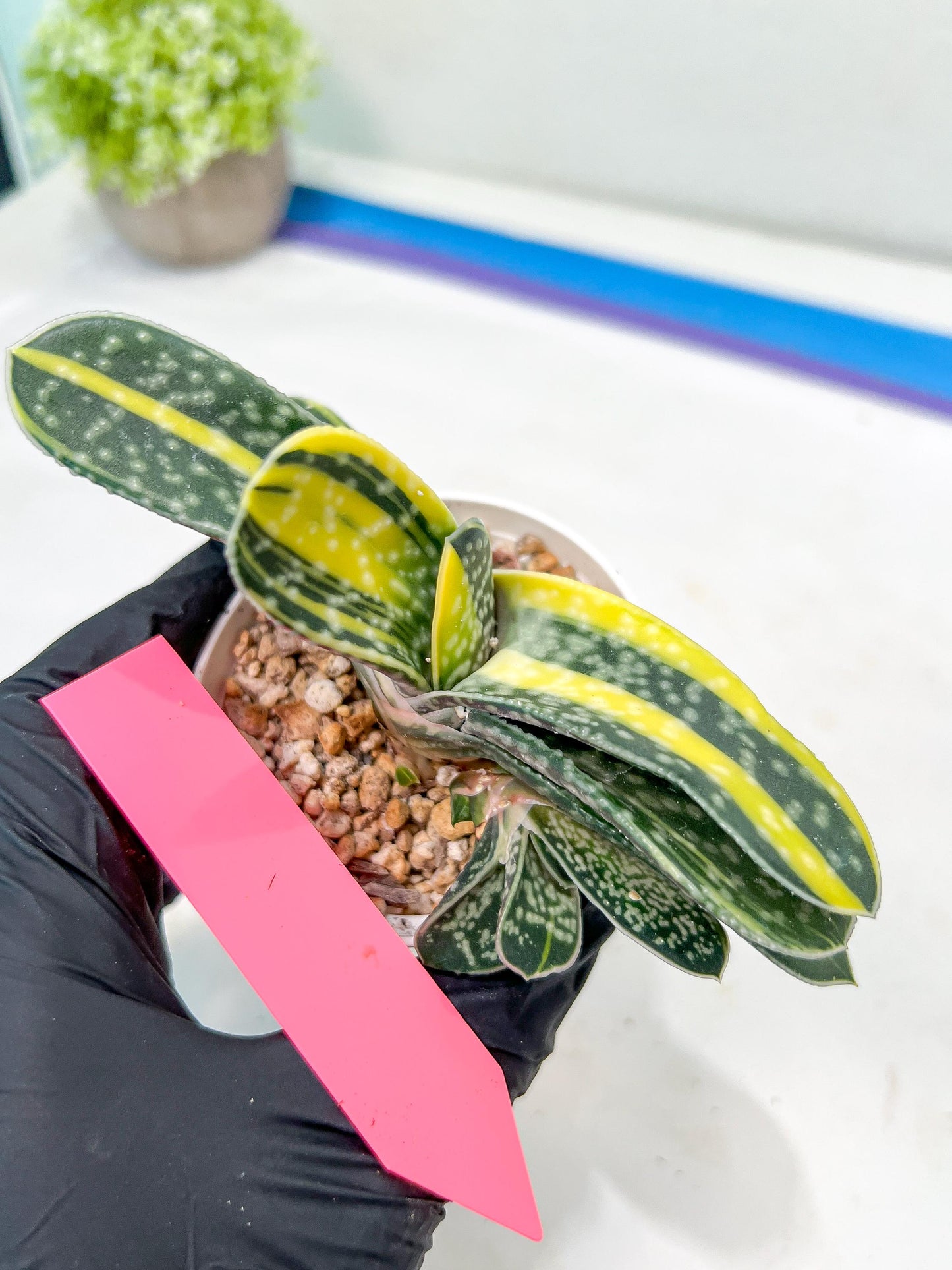 gasteria fujimini | Imported Succulent | rare species