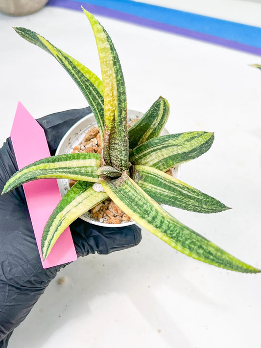 Gasteria Battesiana Yellow | Imported Succulent