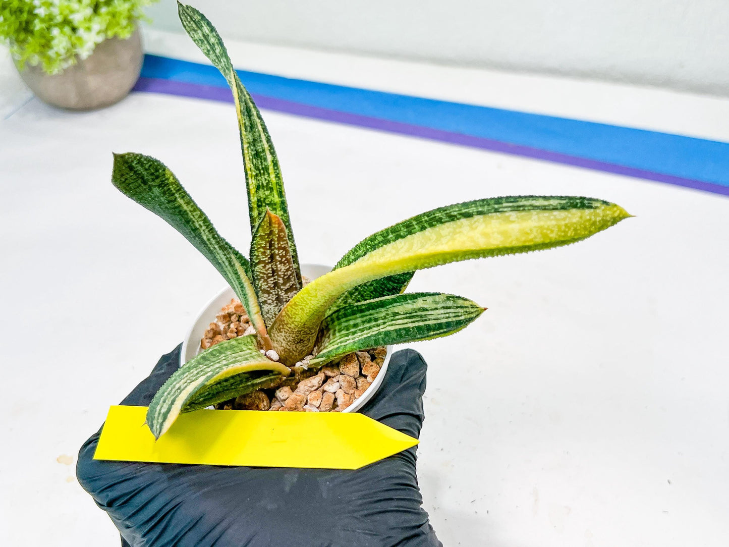 Gasteria Battesiana Yellow | Imported Succulent