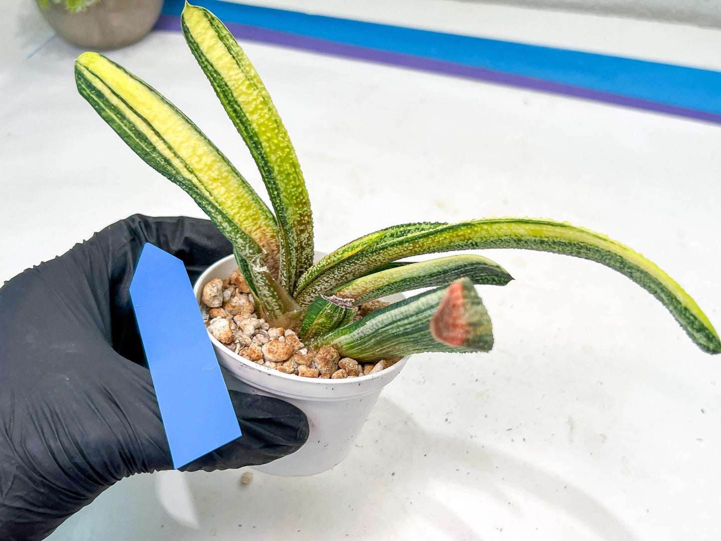 Gasteria Battesiana Yellow | Imported Succulent