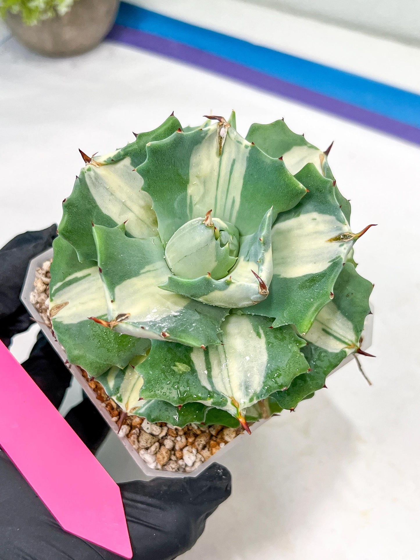 Agave Oihiraijn White | Imported Succulent | rare species