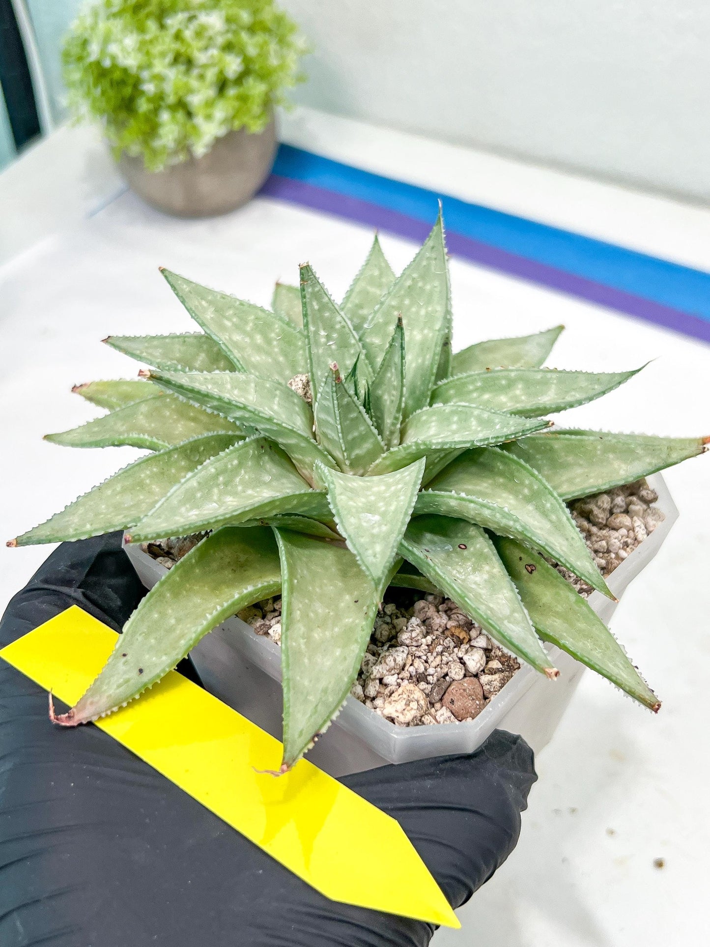 Gasteraloe 'Silver Swirls' | Imported Succulent | rare species