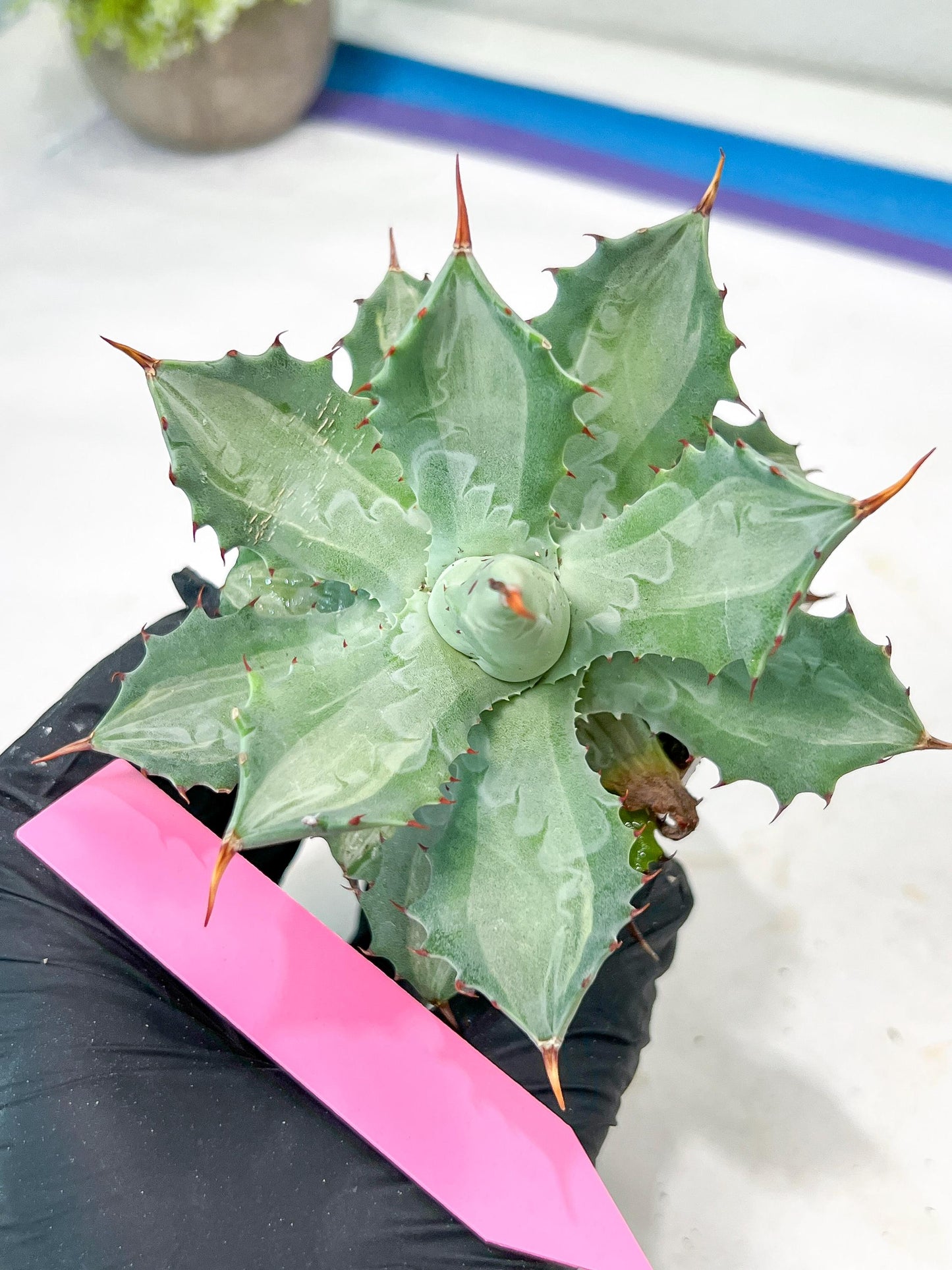 Agave Becky | Rare Import