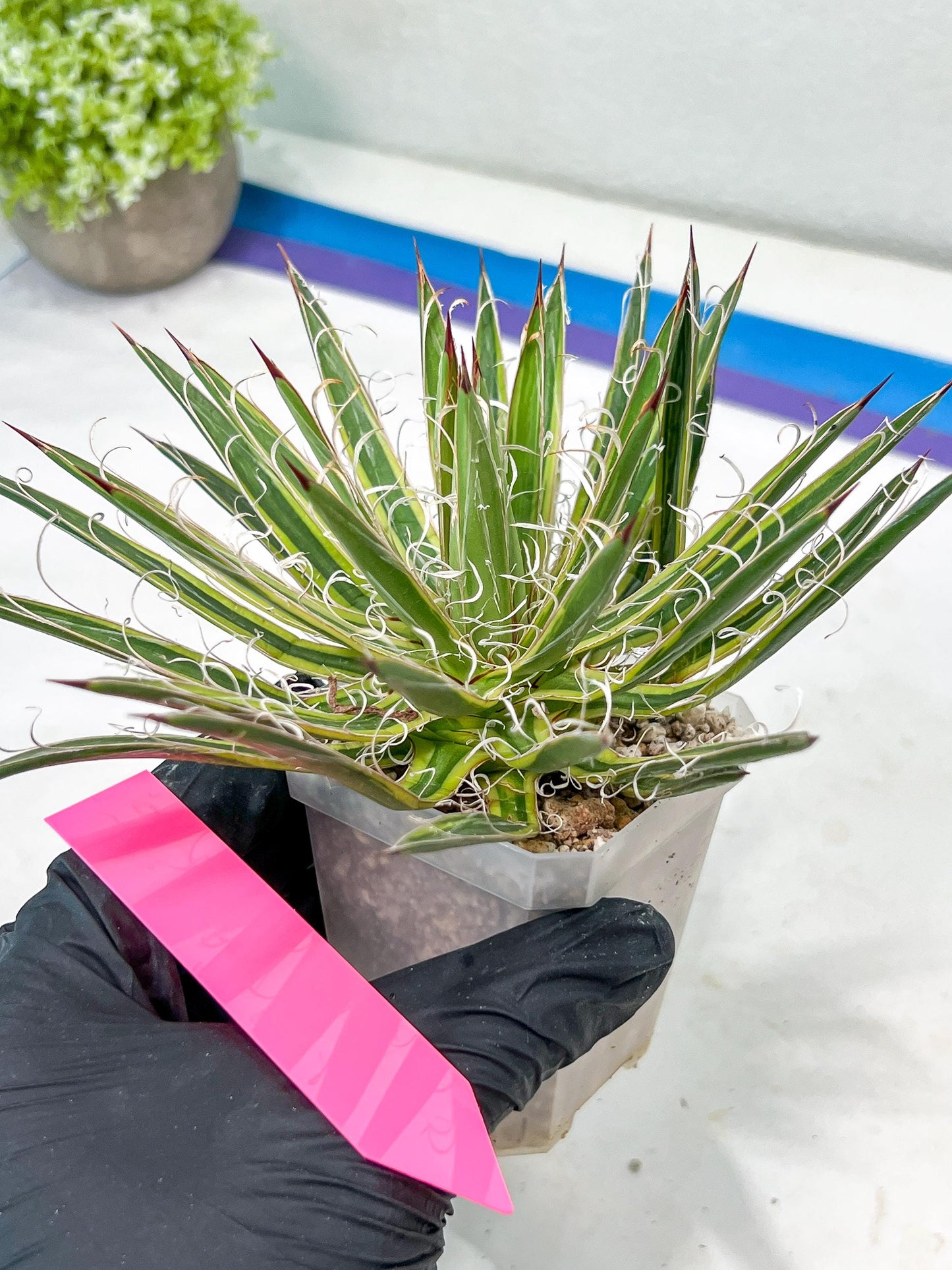 Agave Leofoldi | Imported Succulent