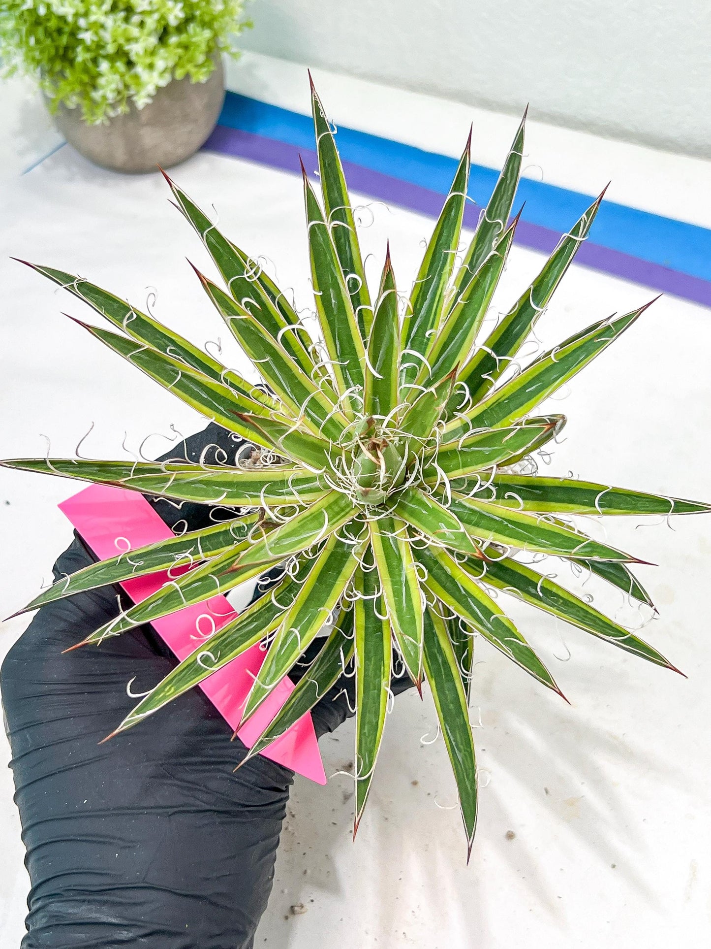 Agave Leofoldi | Imported Succulent
