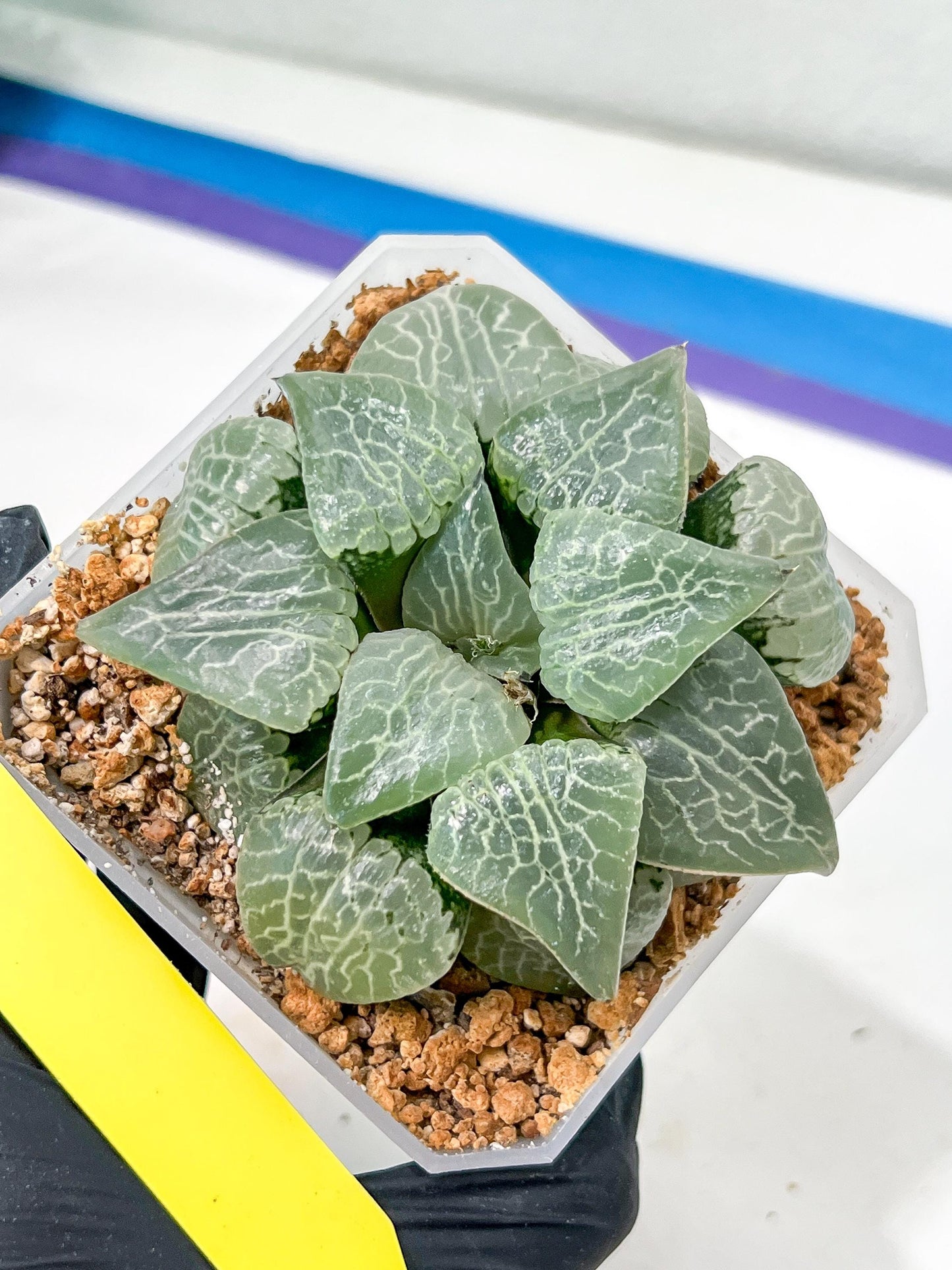 XL Haworthia Crystal or Sjuijig | Get yours before it’s gone | 4" Pot