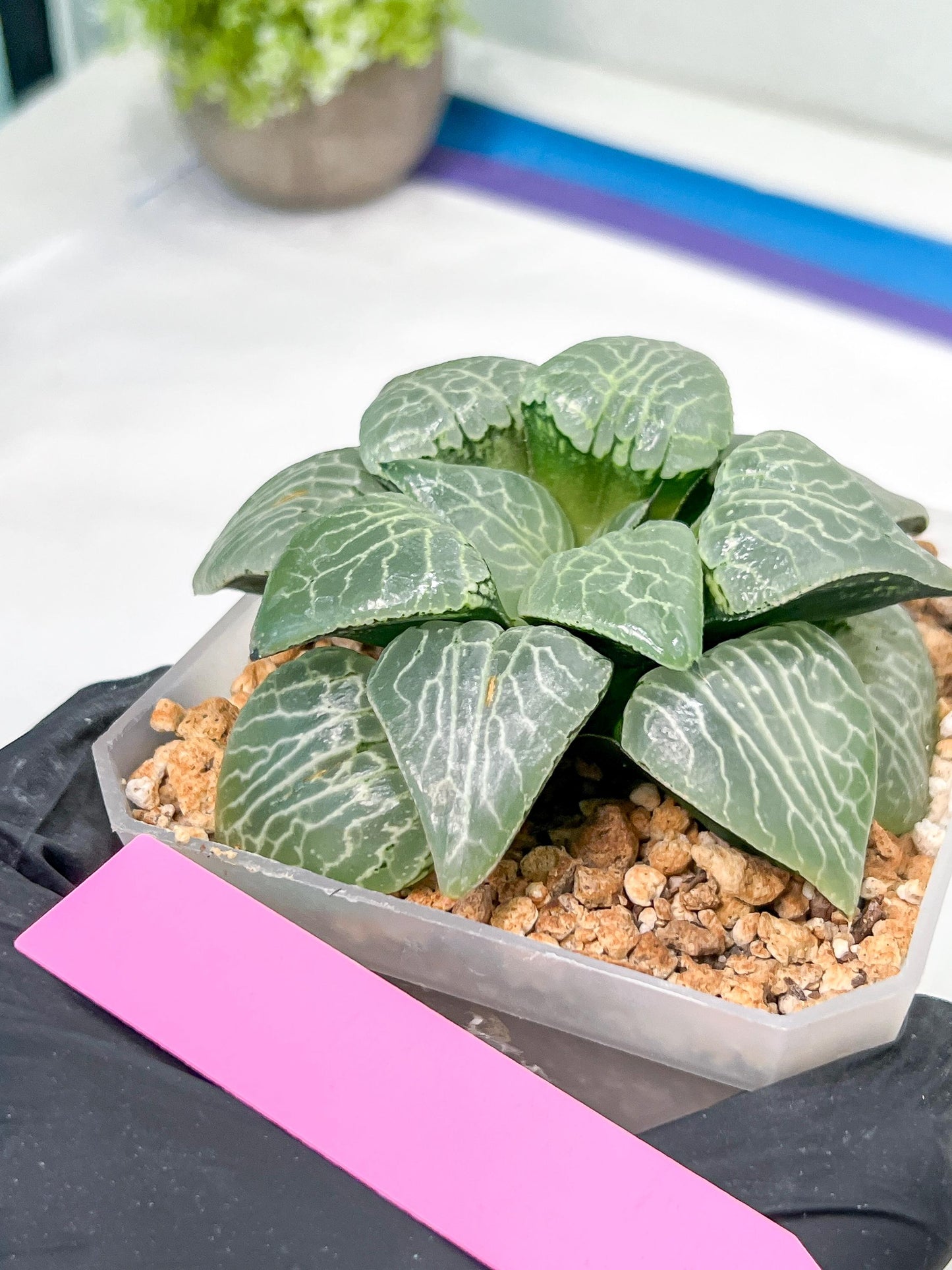 XL Haworthia Crystal or Sjuijig | Get yours before it’s gone | 4" Pot