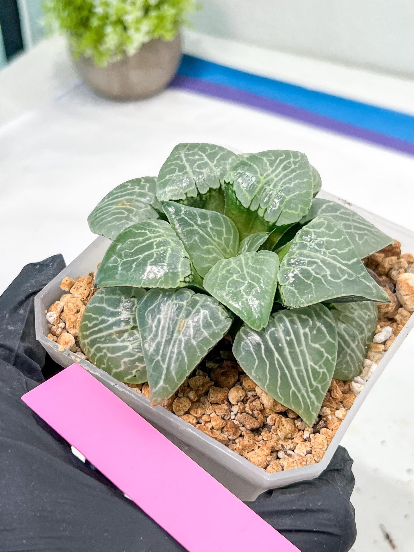 XL Haworthia Crystal or Sjuijig | Get yours before it’s gone | 4" Pot