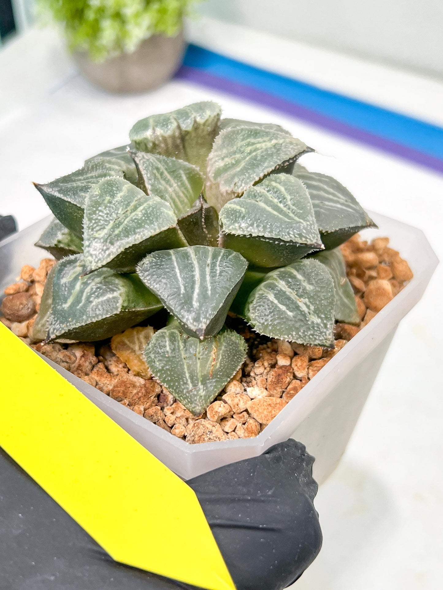 XL Haworthia Spring Thunder or Chun Hei Ju | 4" Pot