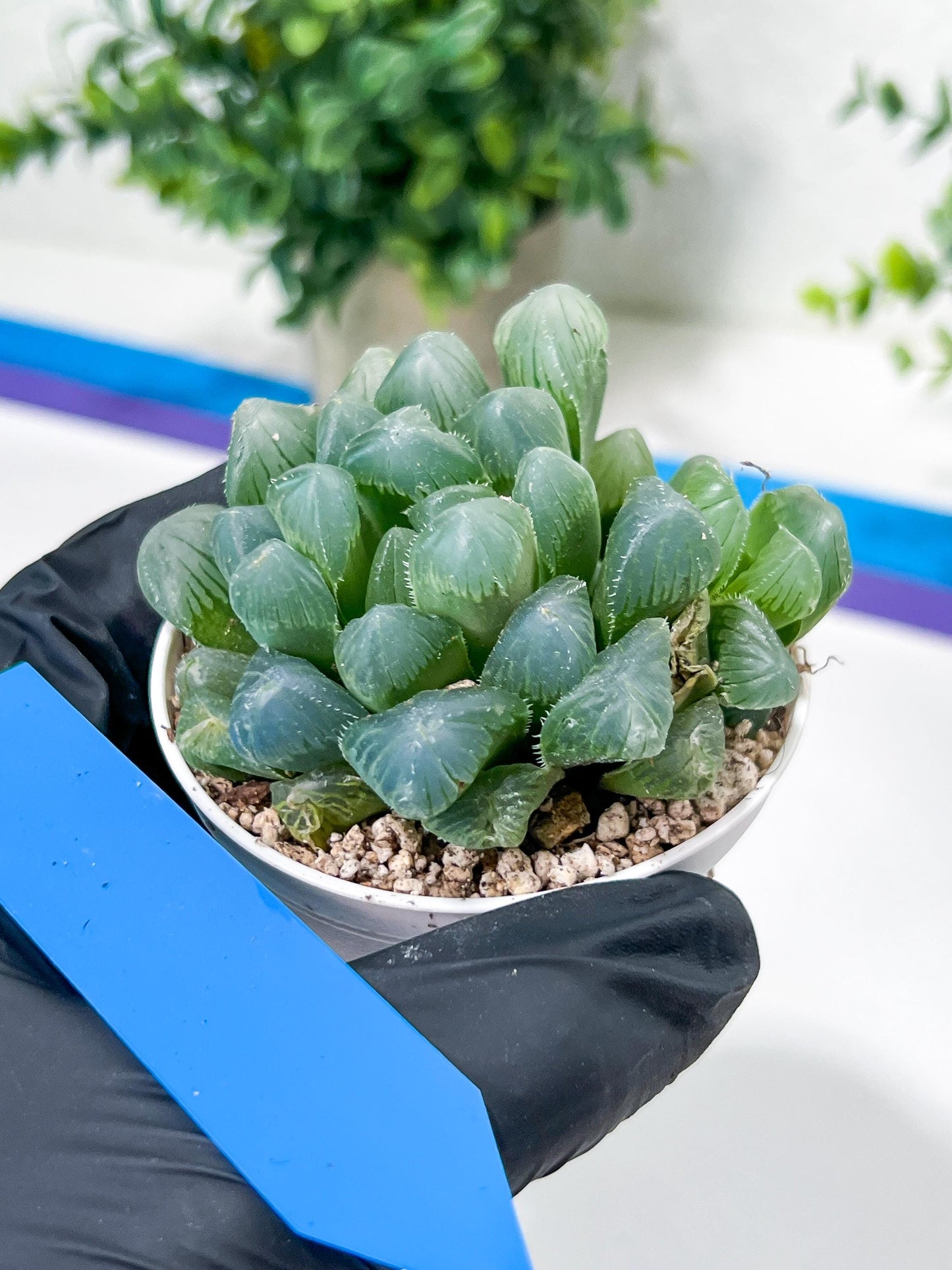 Haworthia Red Line or Chi Xian (H2D) | Imported Succulent | Hong Kong Rare Species