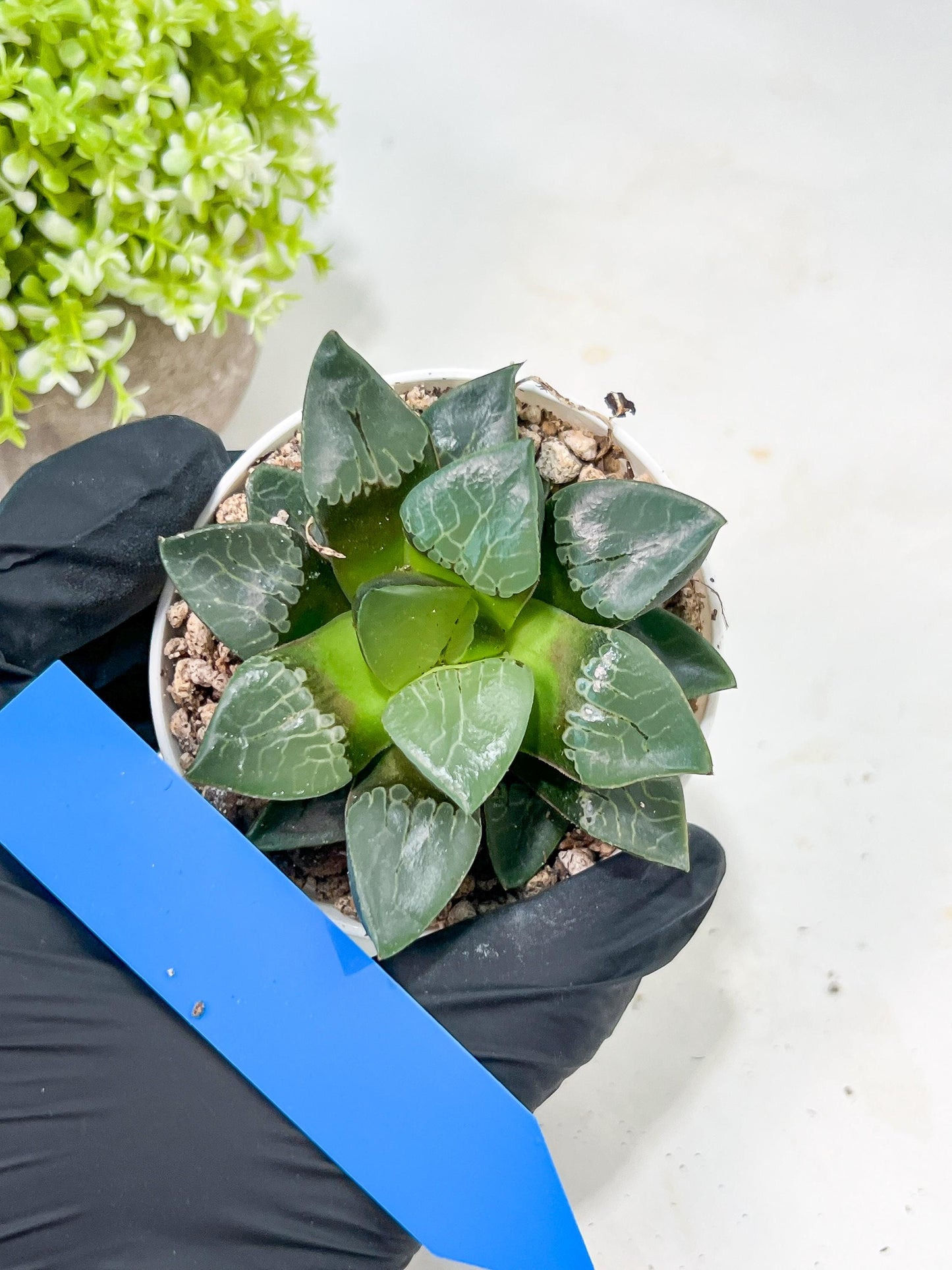Haworthia Fire Phoenix or Huo Fenghuang (H2E) | Imported Succulent | Hong Kong Rare Species
