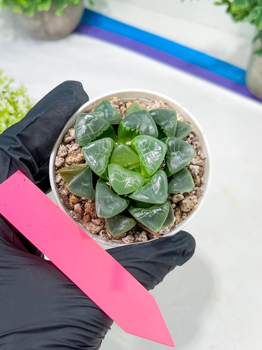Haworthia Xiangyun (H2F) | Imported Succulent | Hong Kong Rare Species