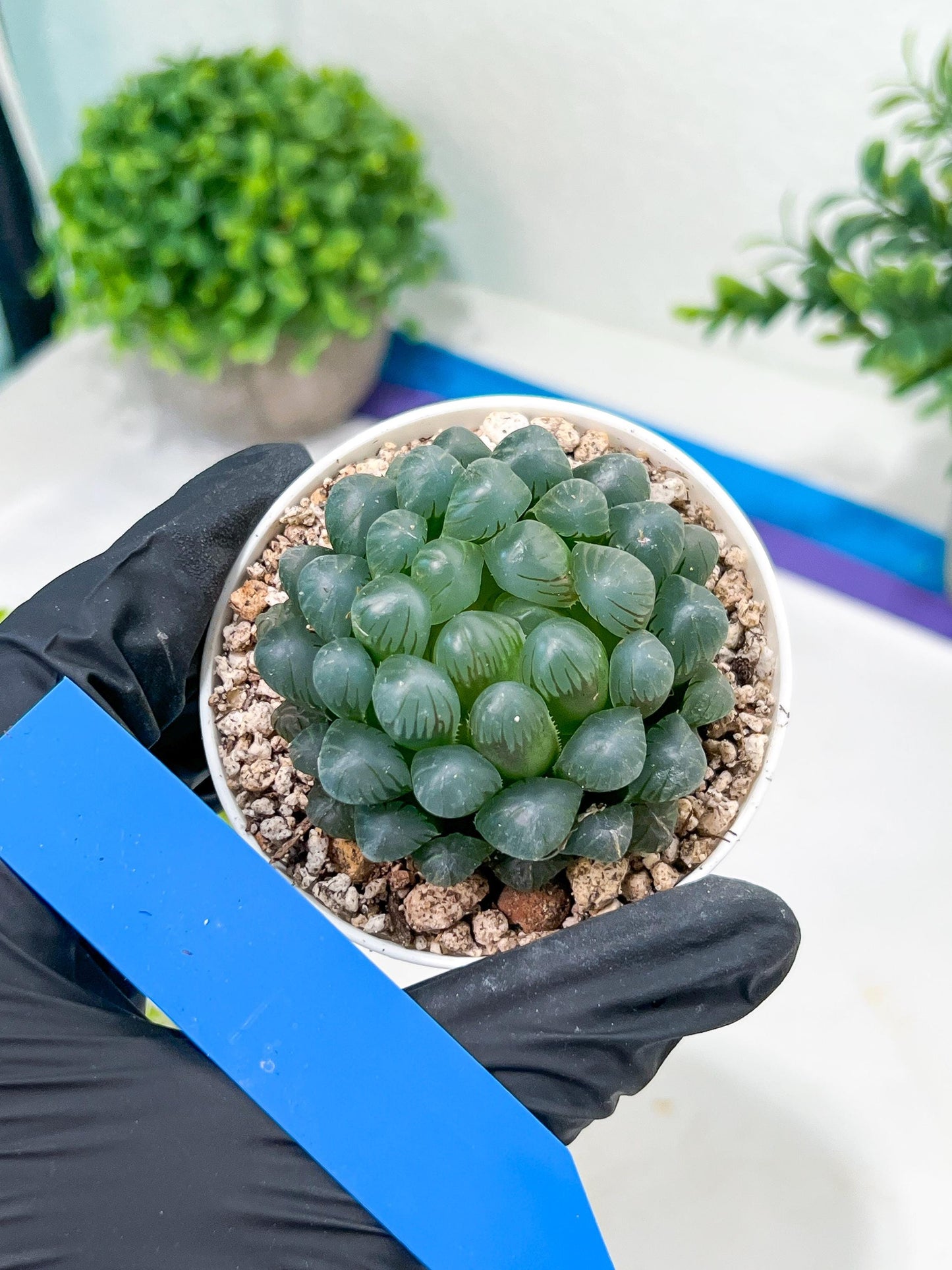 Haworthia Ice Lantern or Bingdeng (H2G) | Imported Succulent | Hong Kong Rare Species