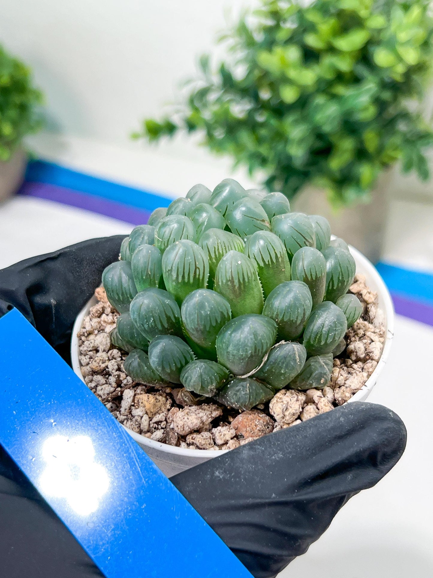 Haworthia Ice Lantern or Bingdeng (H2G) | Imported Succulent | Hong Kong Rare Species