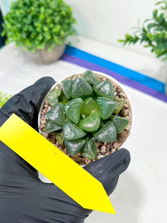 Haworthia Xiangyun (H3B) | Imported Succulent