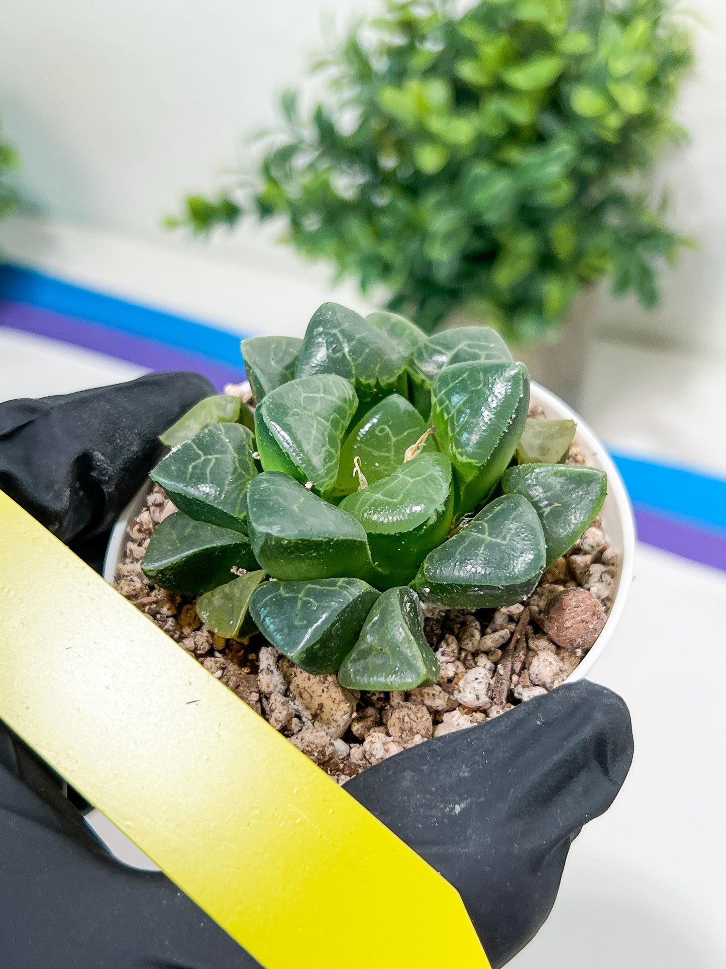 Haworthia Xiangyun (H3B) | only a few available