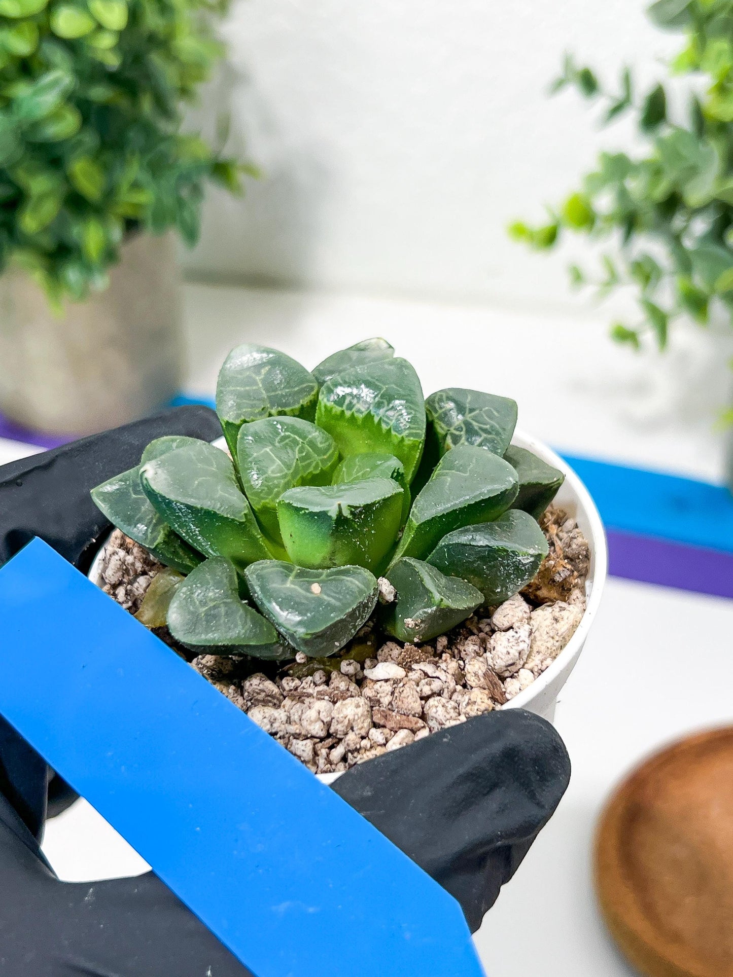 Haworthia Xiangyun (H3B) | only a few available
