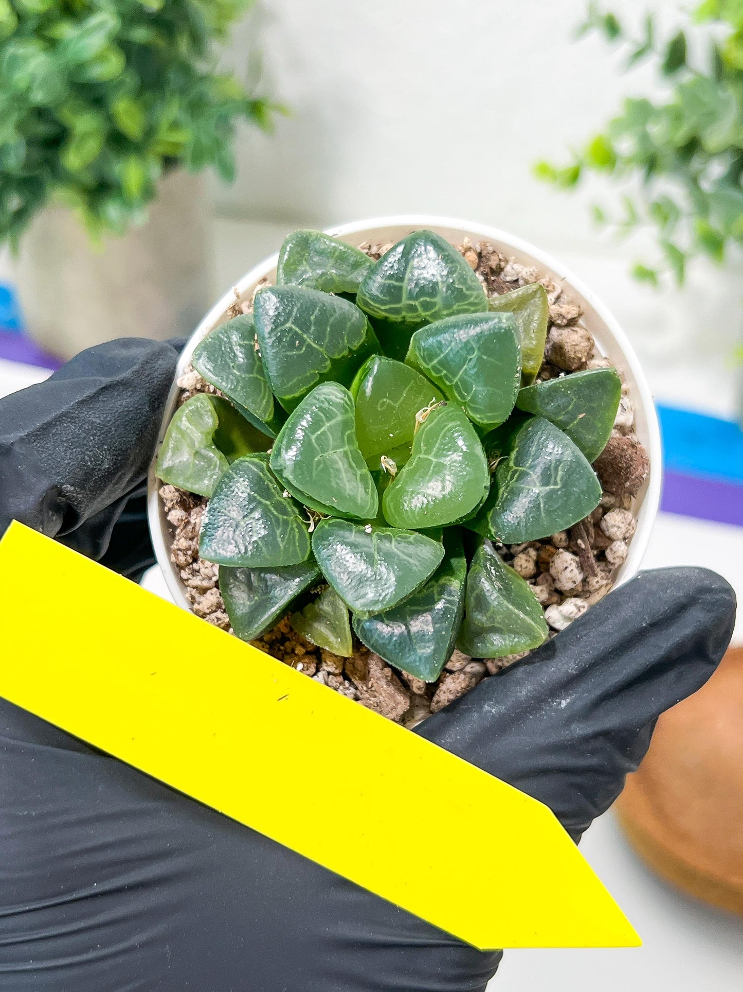 Haworthia Xiangyun (H3B) | only a few available