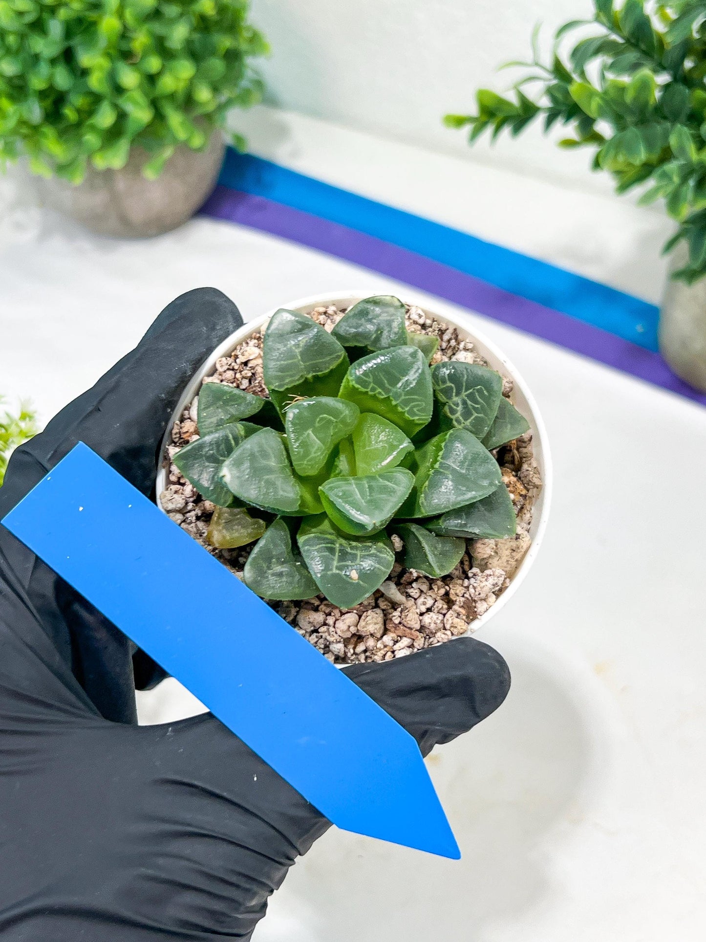 Haworthia Xiangyun (H3B) | only a few available