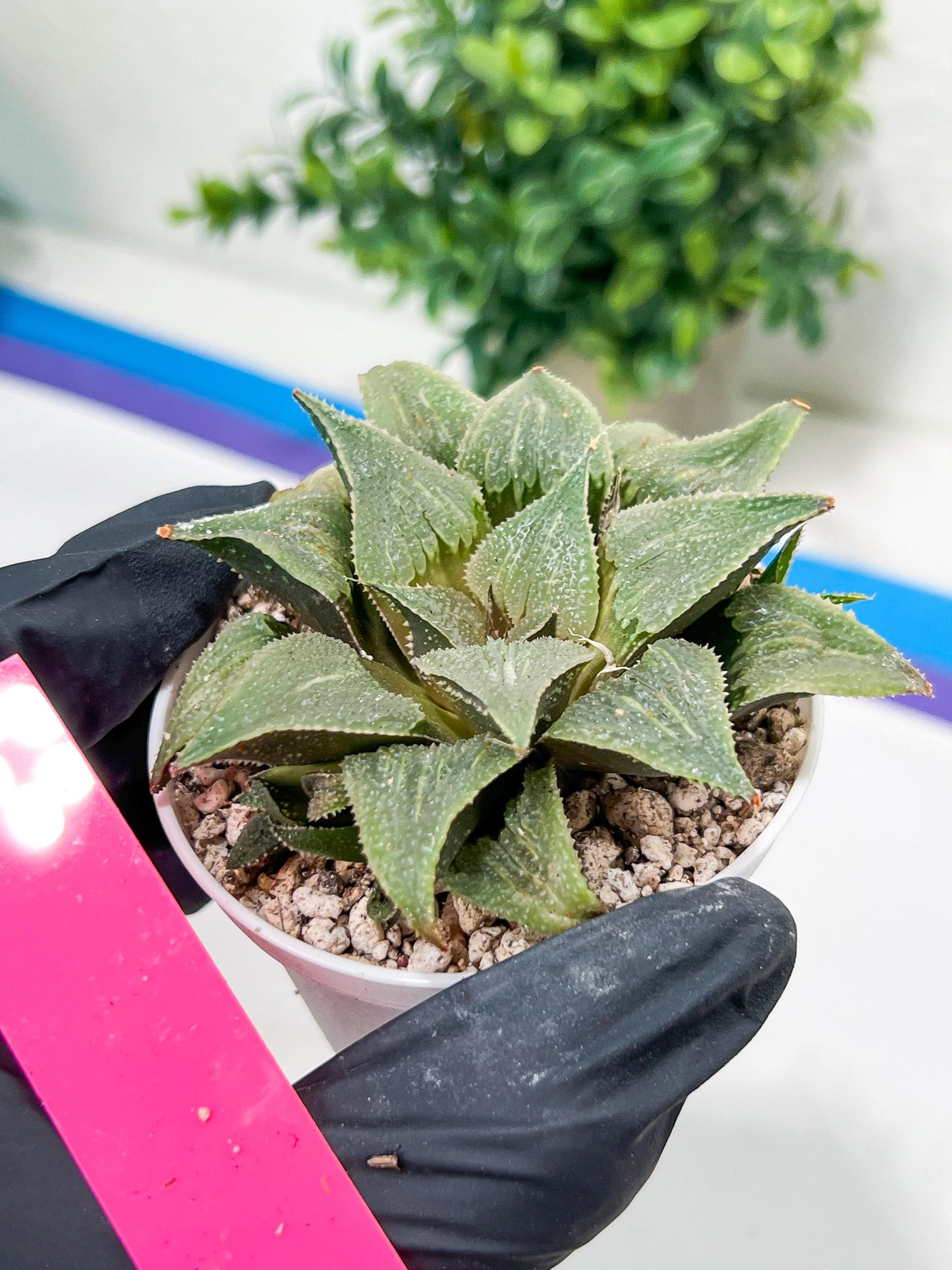 Haworthia Aluminum Star or Lu Zhi Xing (H3D) | Imported Succulent