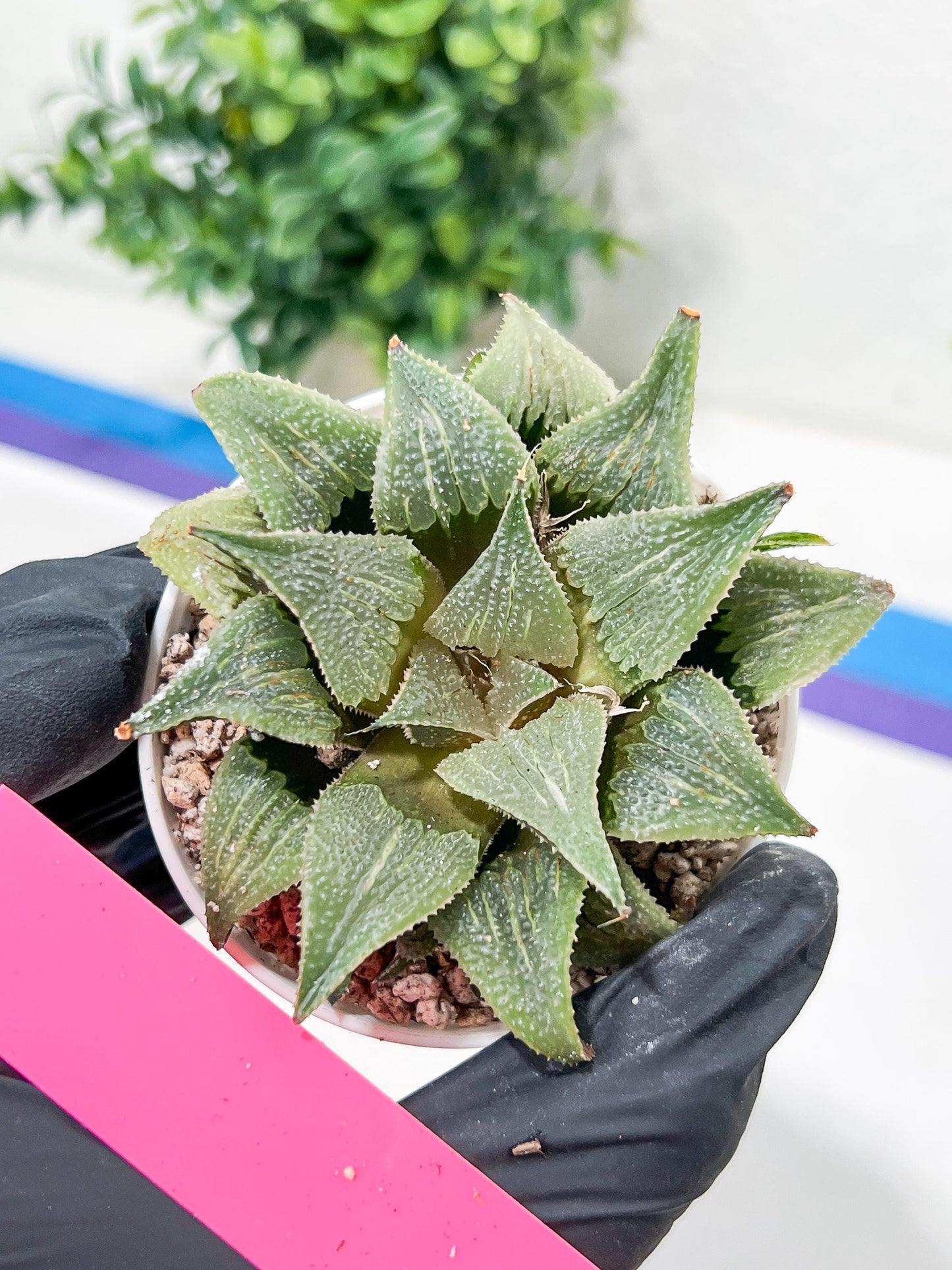 Haworthia Aluminum Star or Lu Zhi Xing (H3D) | Imported Succulent