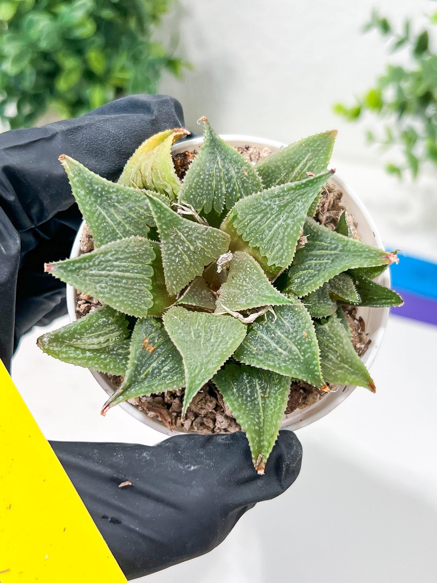 Haworthia Aluminum Star or Lu Zhi Xing (H3D) | Imported Succulent